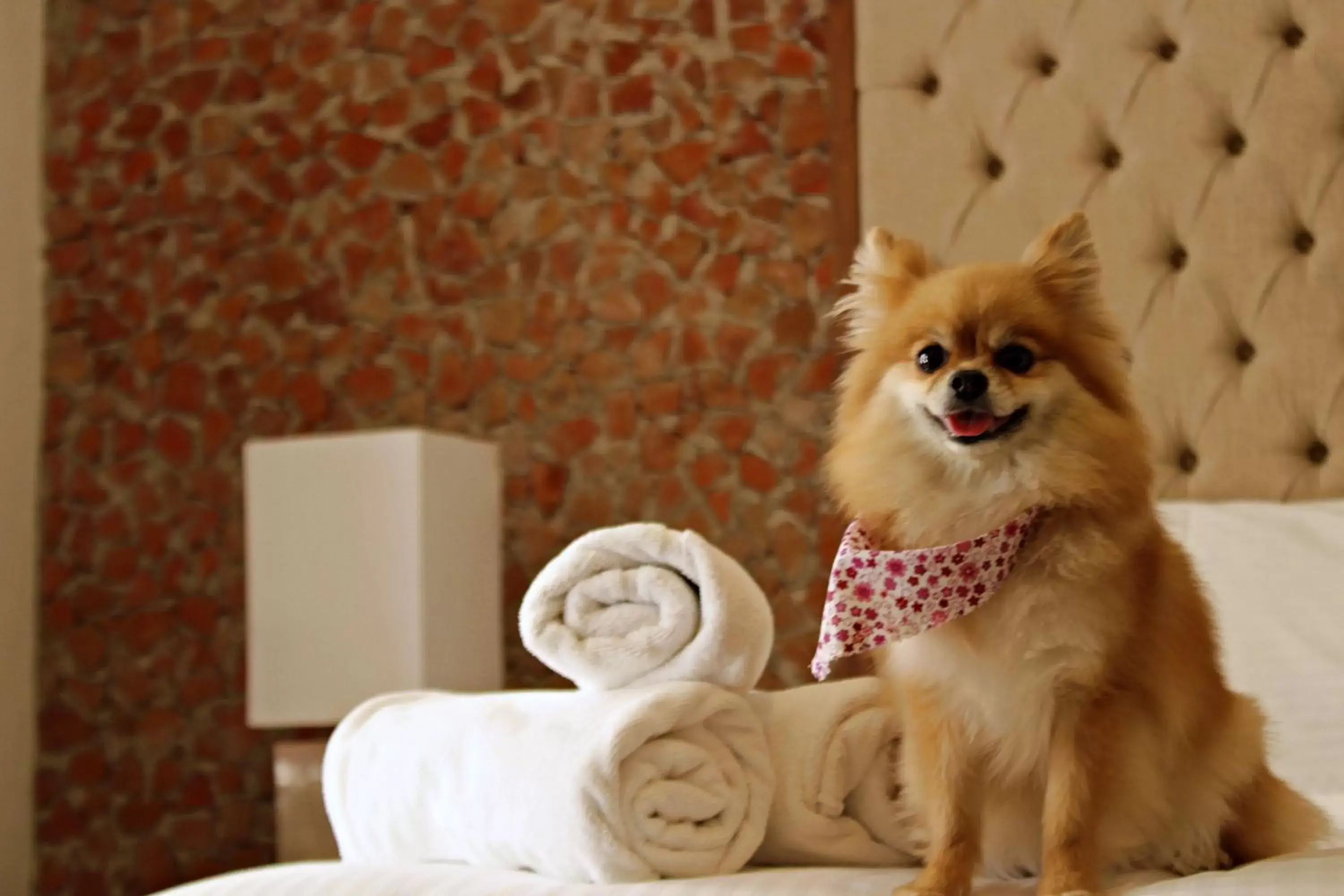 Pets in Hotel Hacienda San Cristóbal