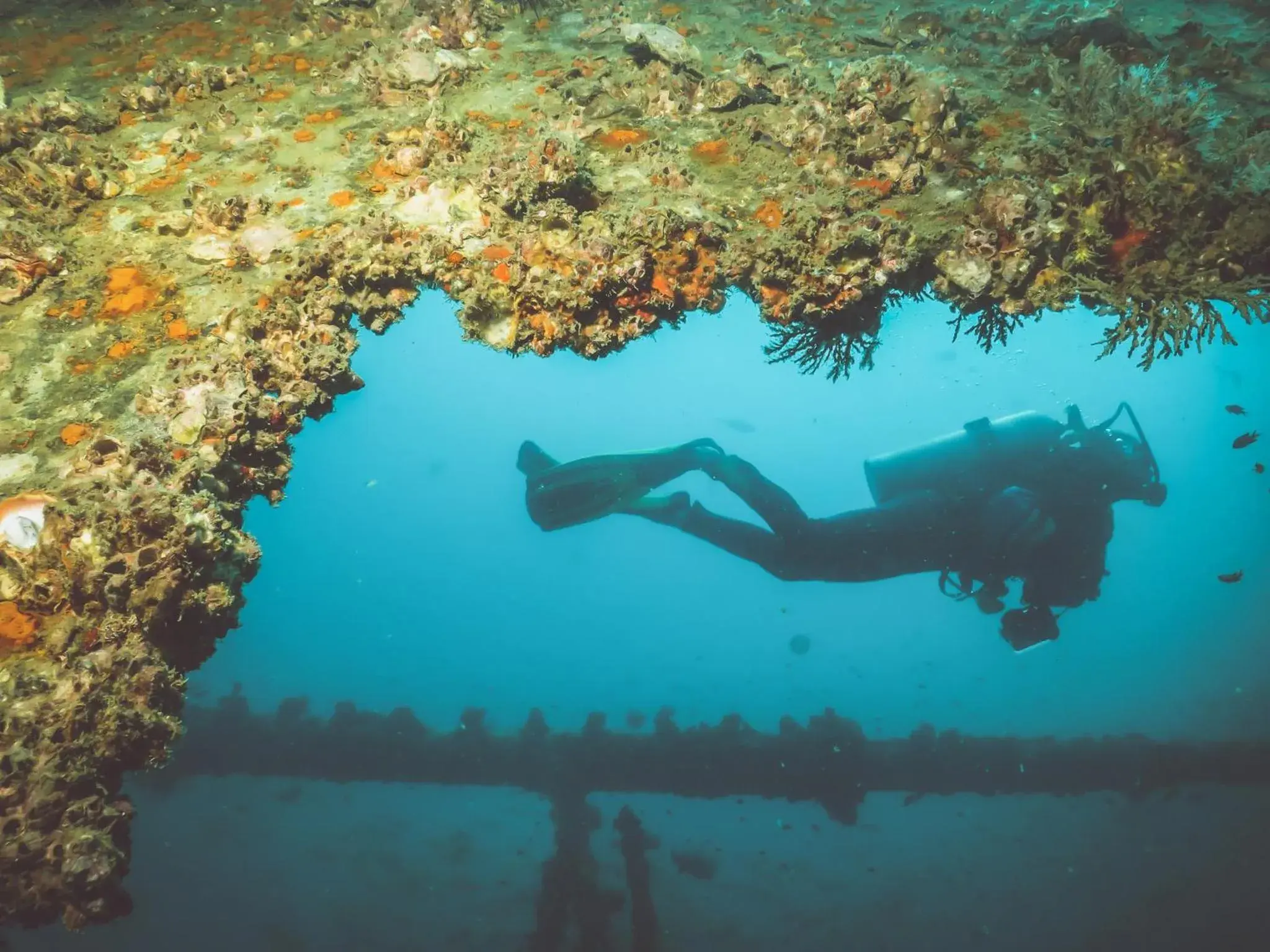 Diving, Other Animals in Lanta Corner Resort