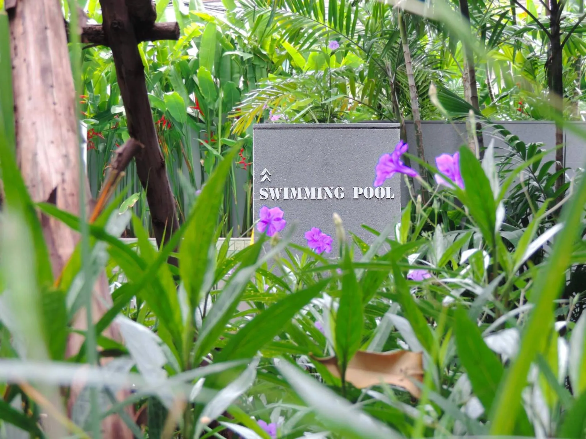 Swimming pool in iSanook Bangkok