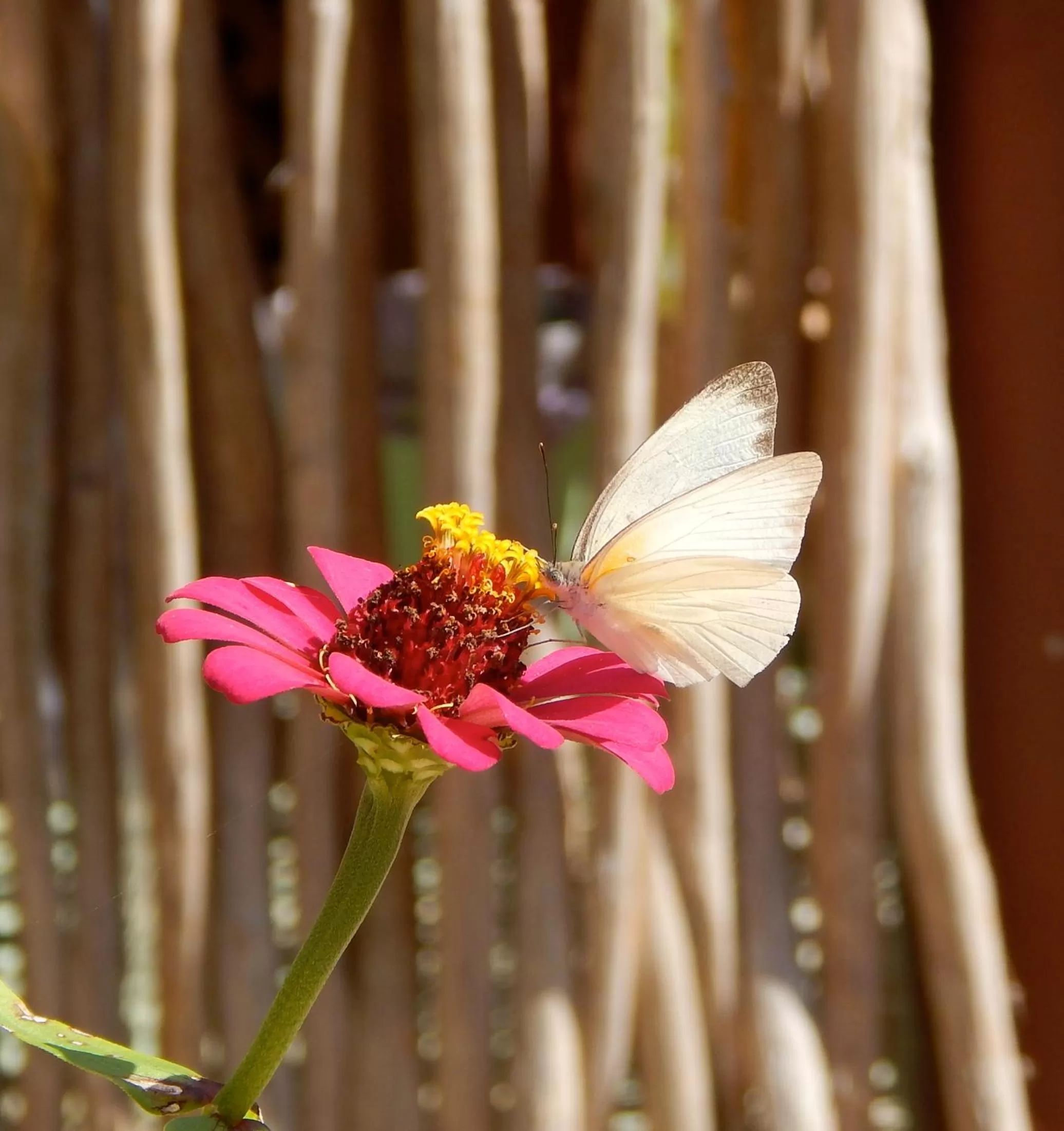 Garden in The Pickled Onion Eco-Boutique B&B