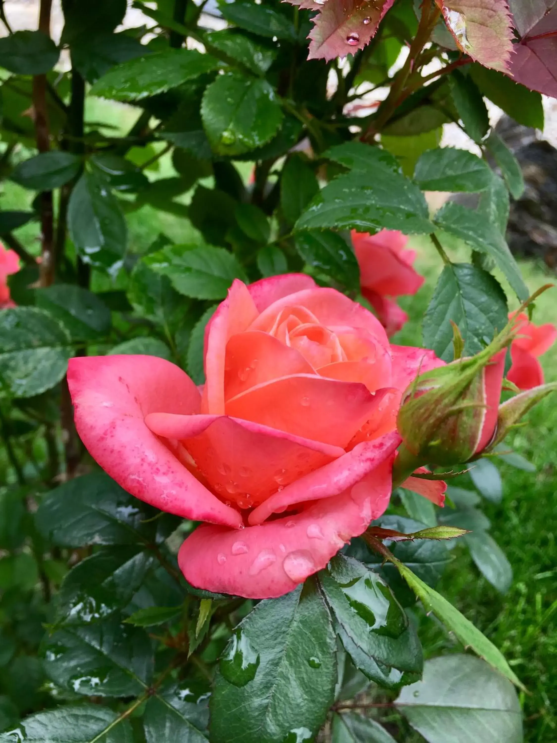 Garden in Arrow Lake Motel