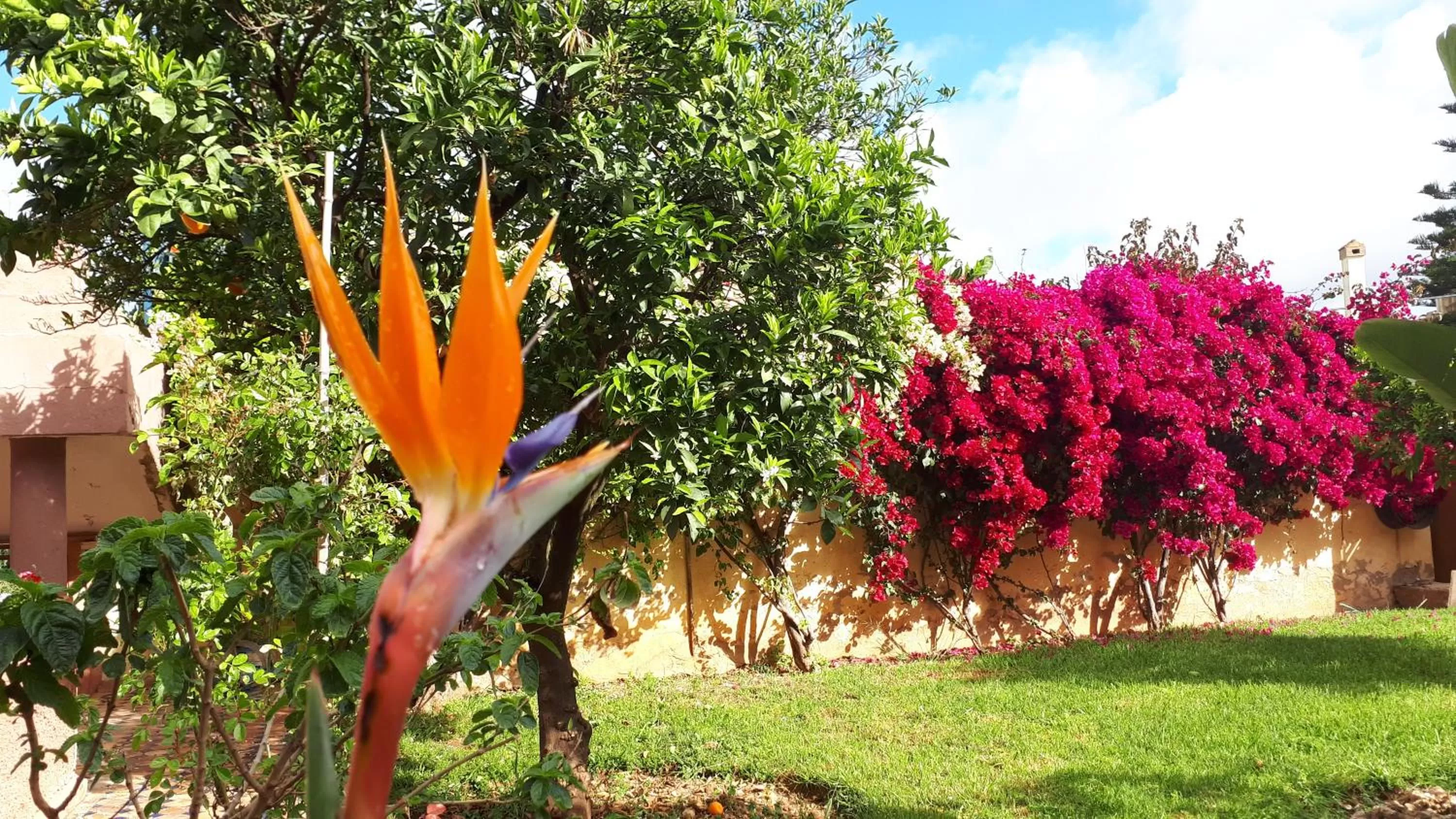 Garden in Riad Dar Zidane
