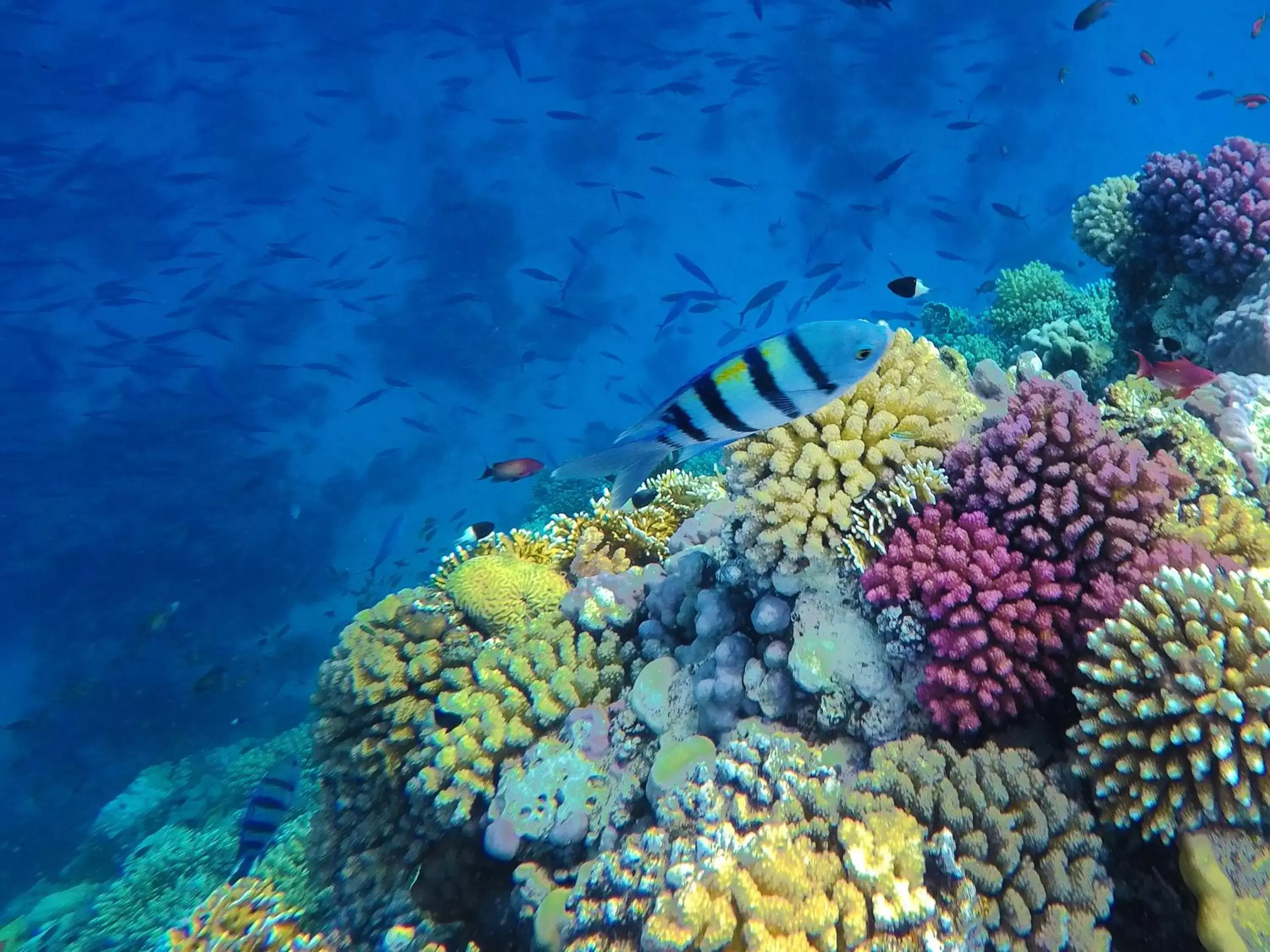 Snorkeling in Kempinski Hotel Soma Bay