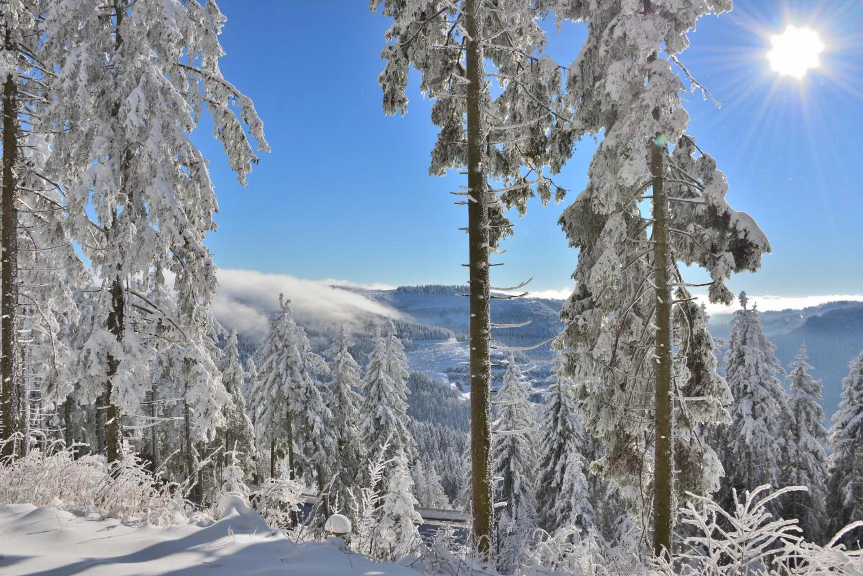 Natural landscape in RelaxHotel Tannenhof
