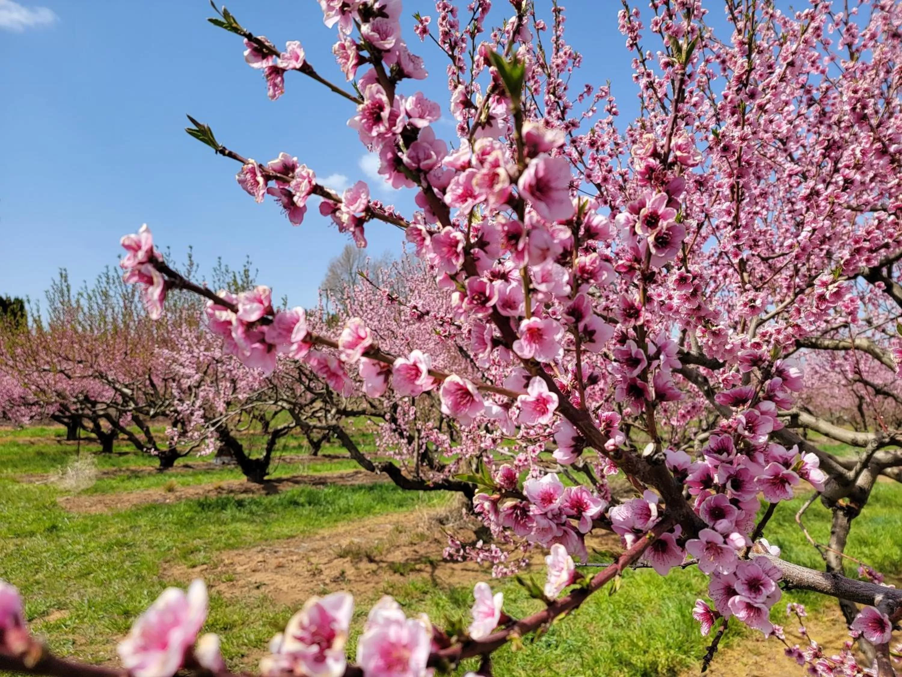 Nearby landmark in Cooper Spur Mountain Resort
