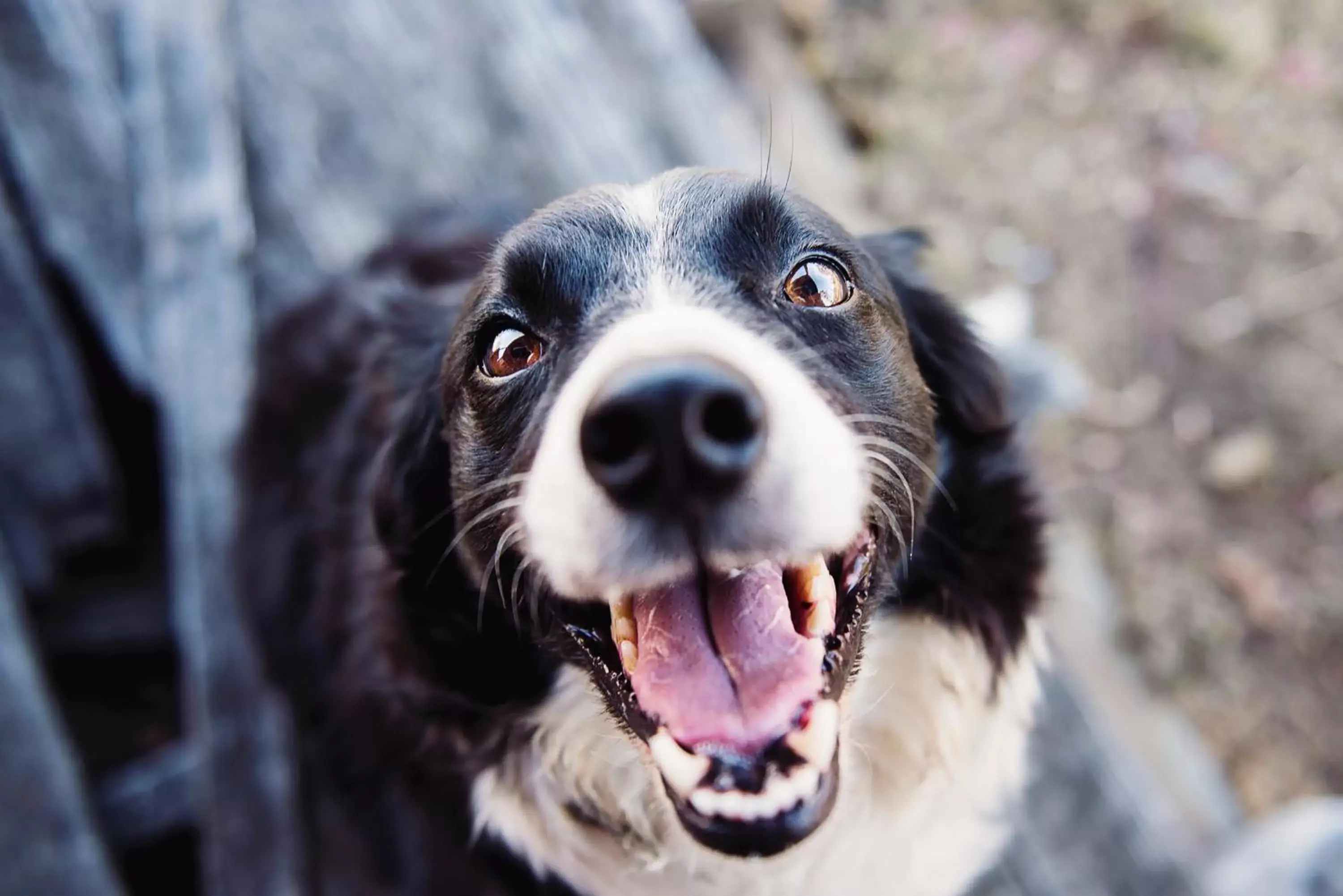 Lobby or reception, Pets in Candlewood Suites - San Antonio - Schertz, an IHG Hotel