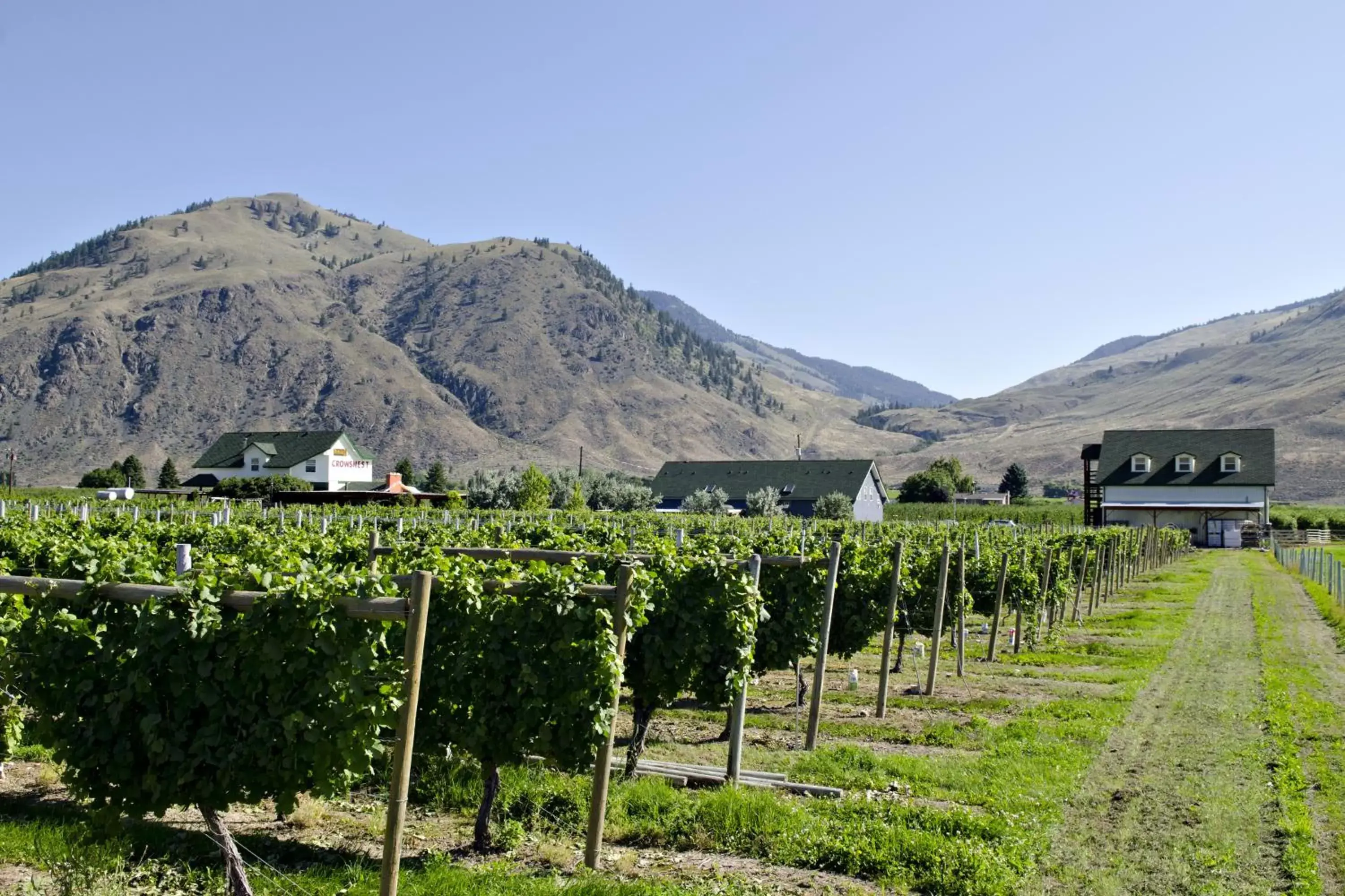 Natural landscape in Crowsnest Vineyards Guesthouse