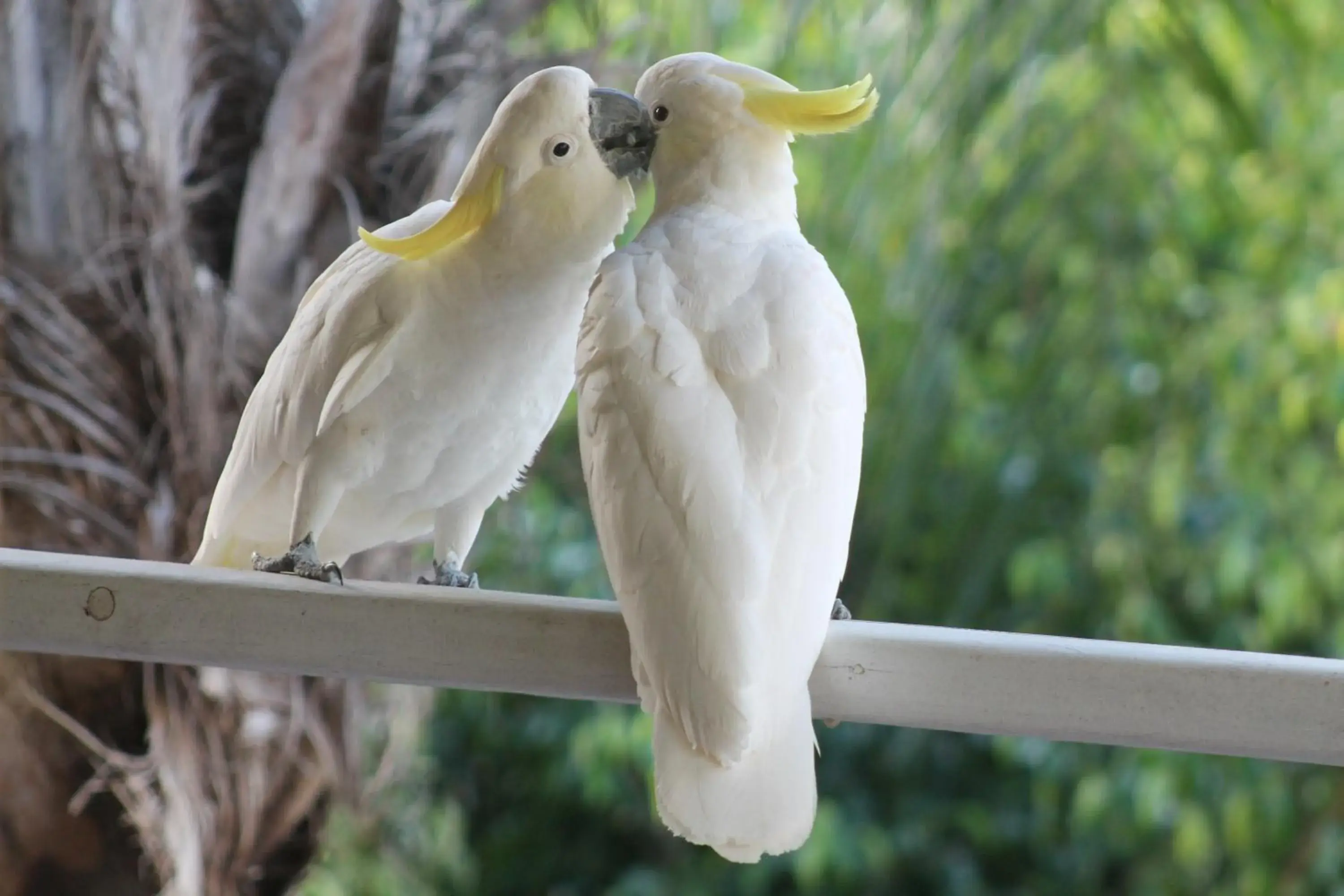 View (from property/room), Other Animals in Airlie Beach Eco Cabins - Adults Only