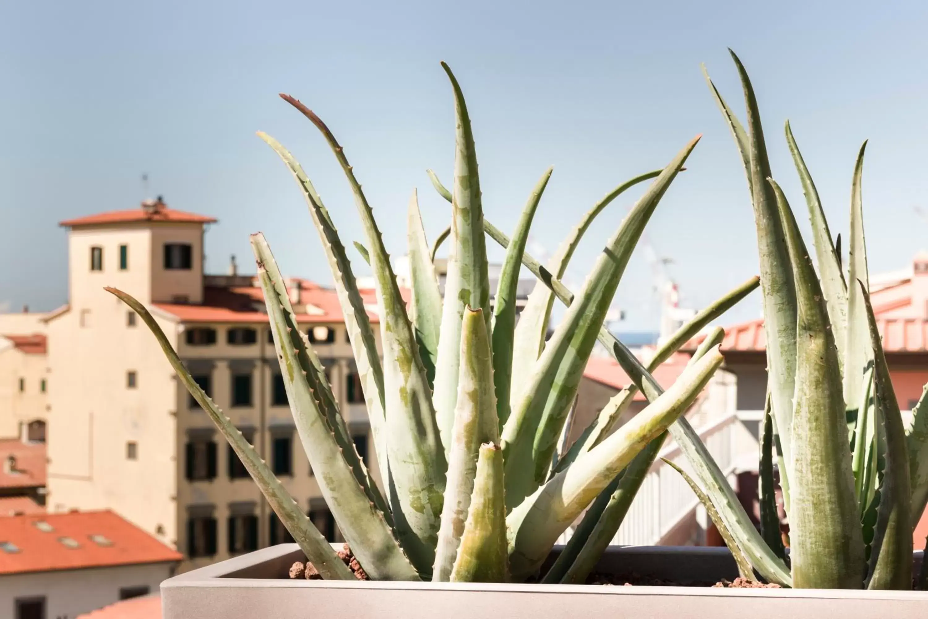 Neighbourhood in Agave in Città