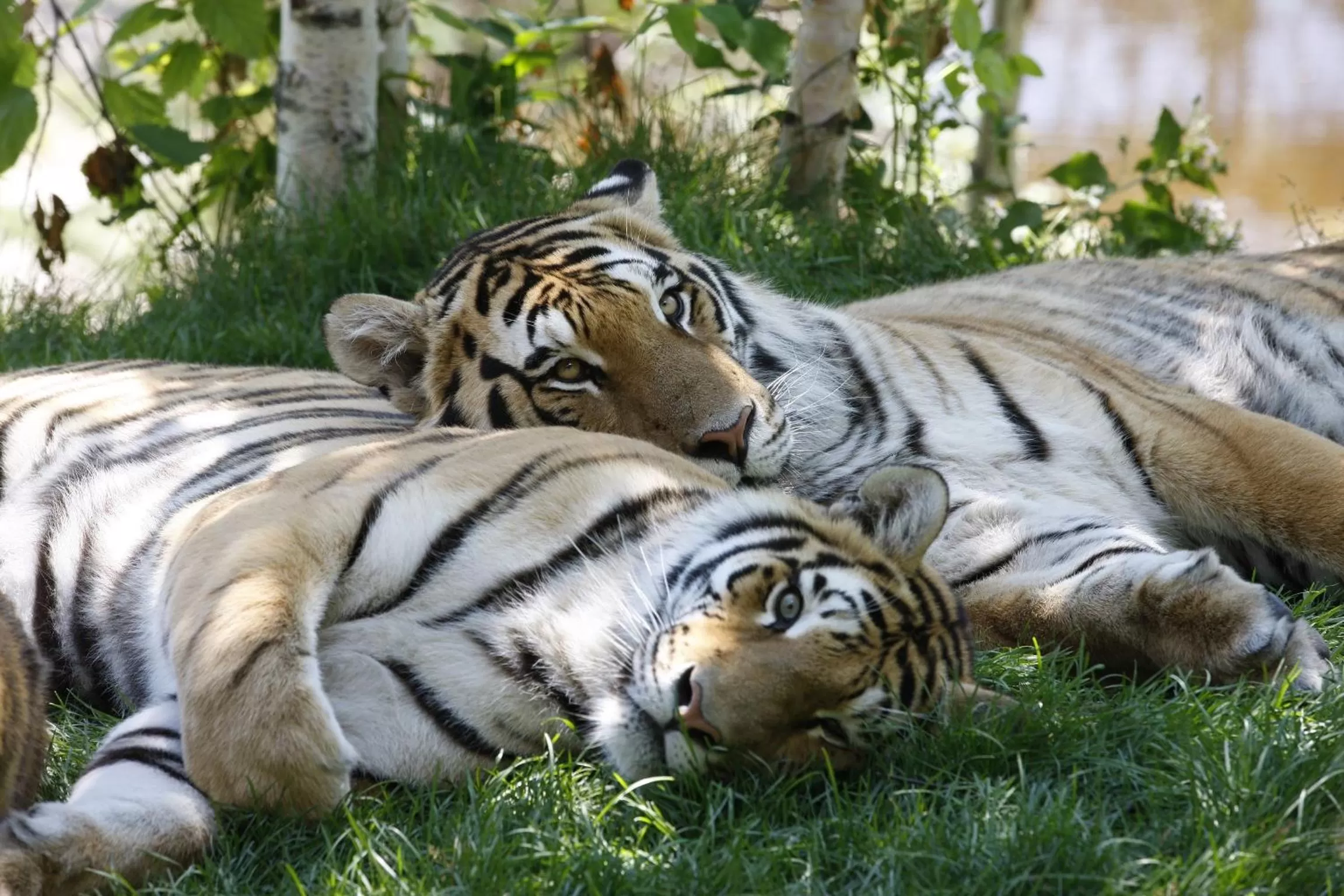 Entertainment in Travelodge by Wyndham Alma