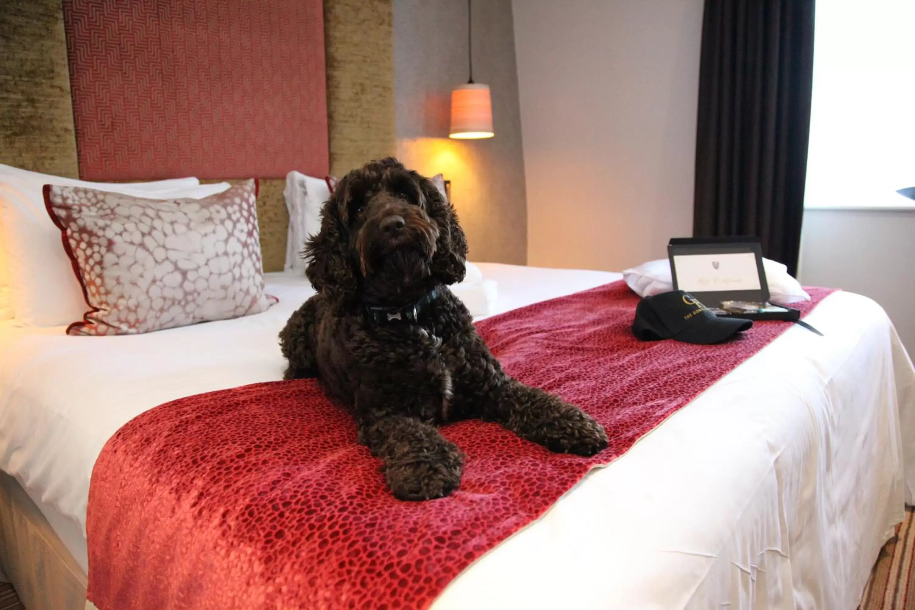 Pets, Bed in Gonville Hotel