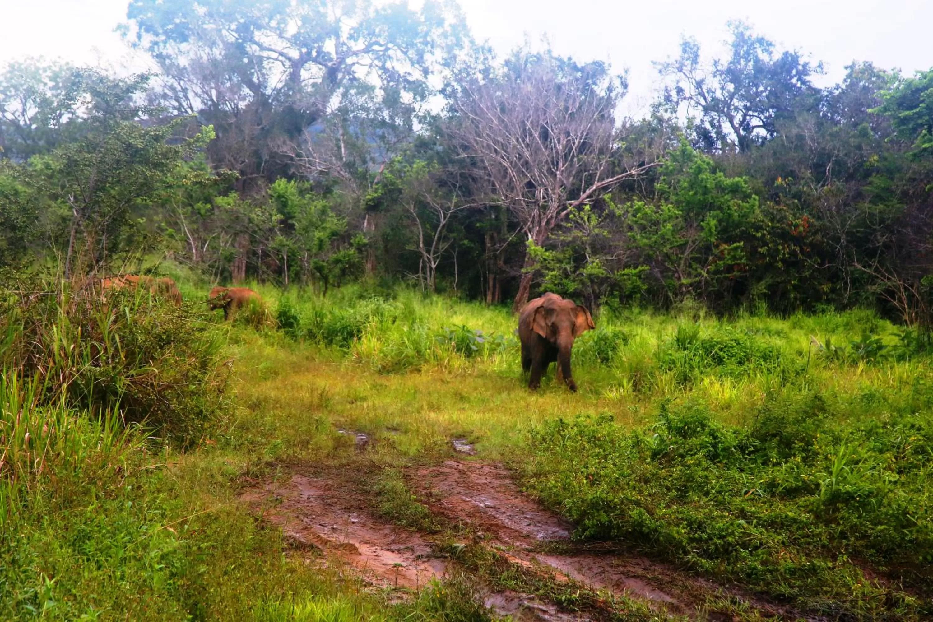 Animals in Honey Tree Polonnaruwa