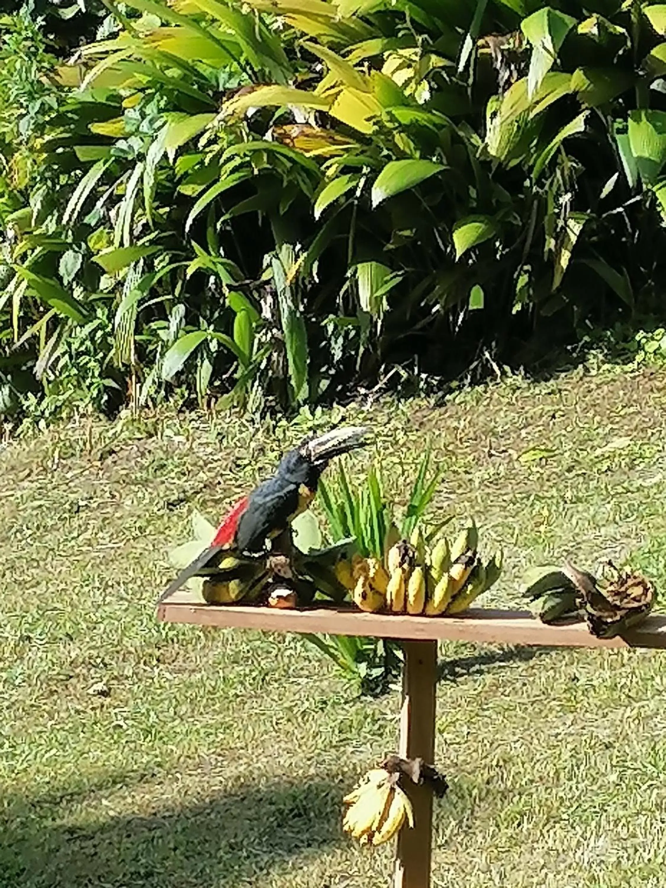 Garden, Other Animals in La Ceiba Tree Lodge