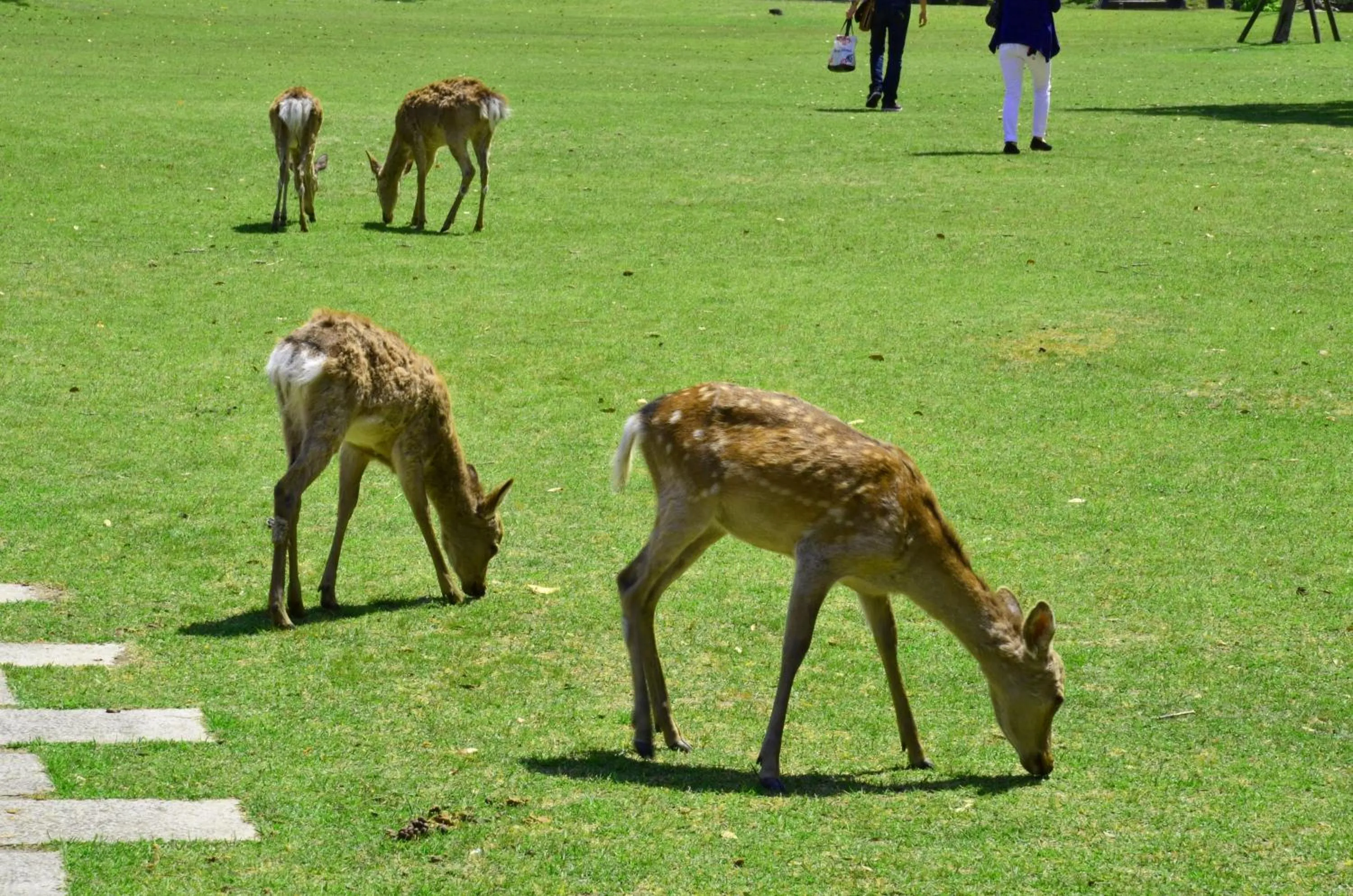 Nearby landmark in KOKO HOTEL Higashiosaka - formerly Hotel Wing International Select Higashi Osaka