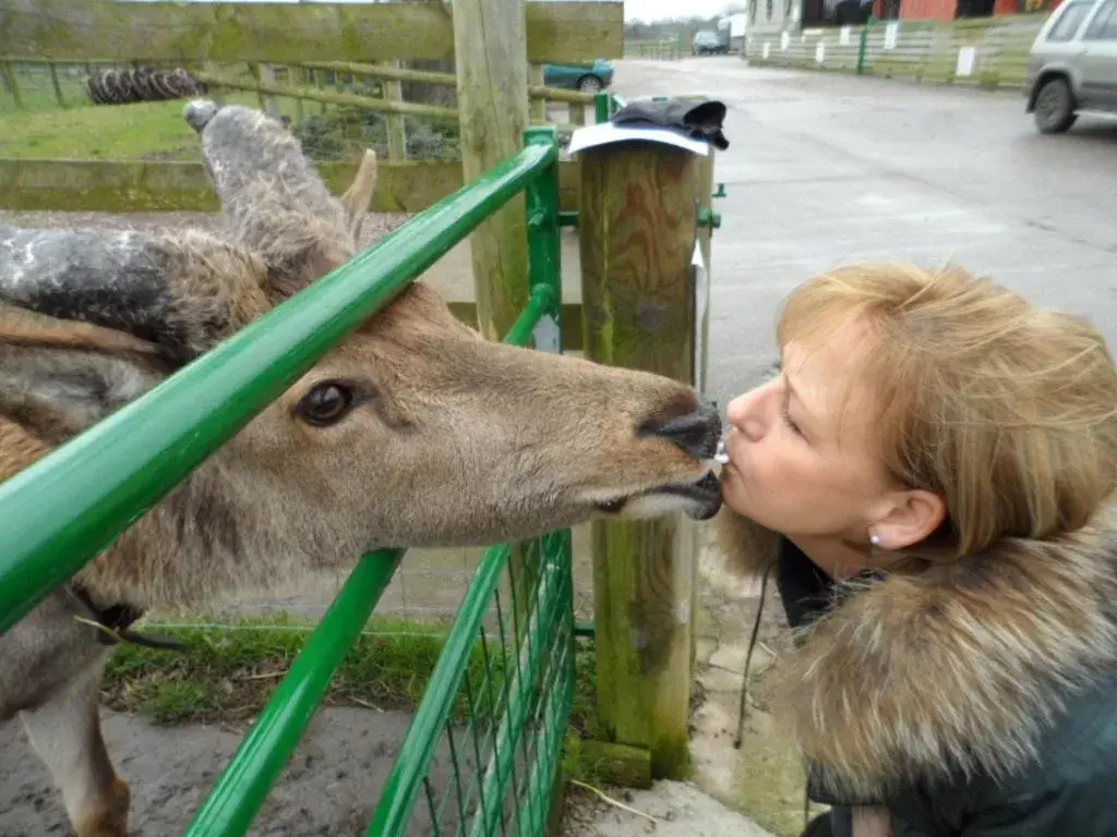 People, Other Animals in The Stables - Deer Park Farm