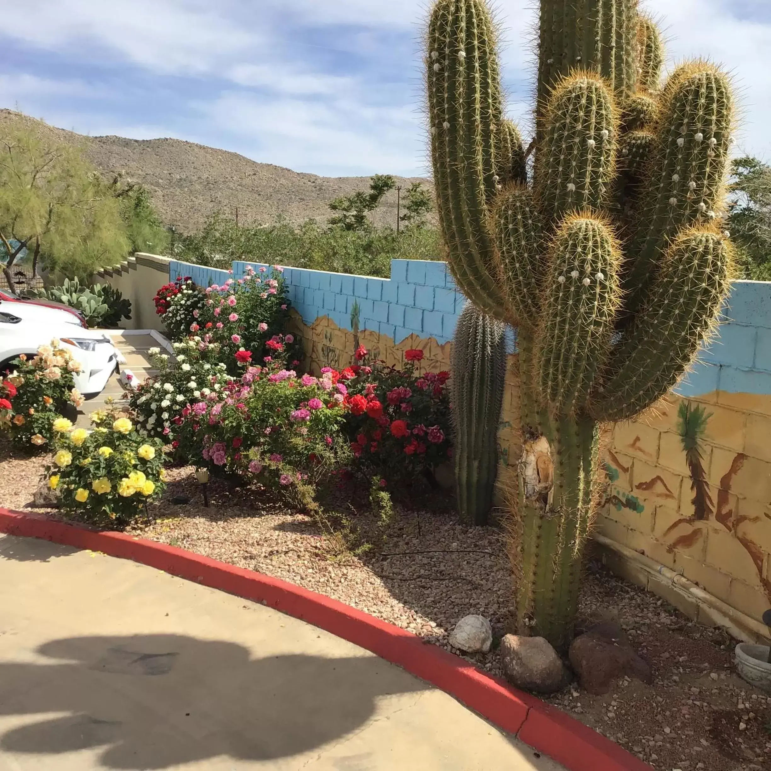 Garden in Americas Best Value Inn and Suites -Yucca Valley