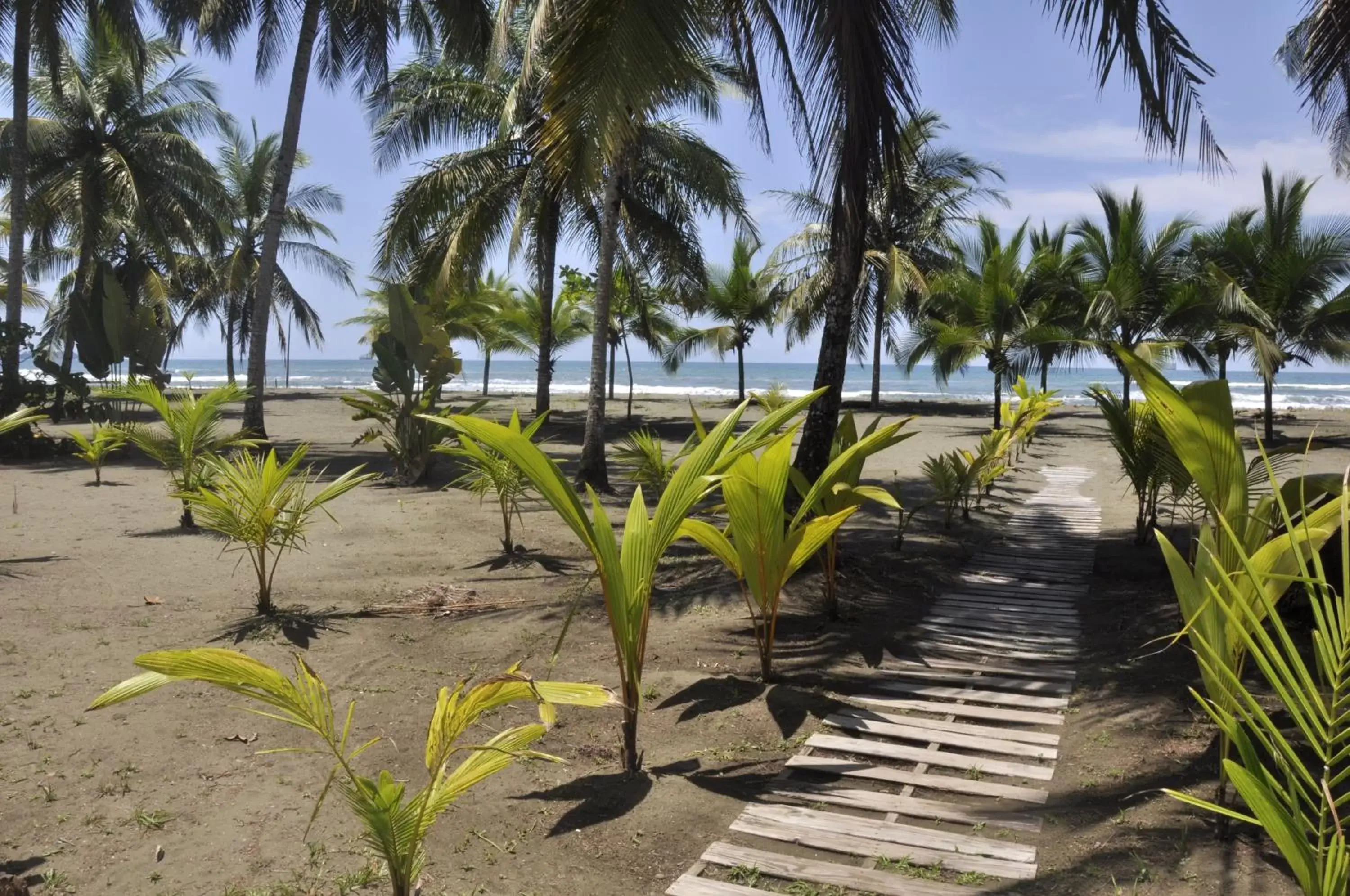 Natural landscape, Swimming Pool in Hotel Playa Westfalia