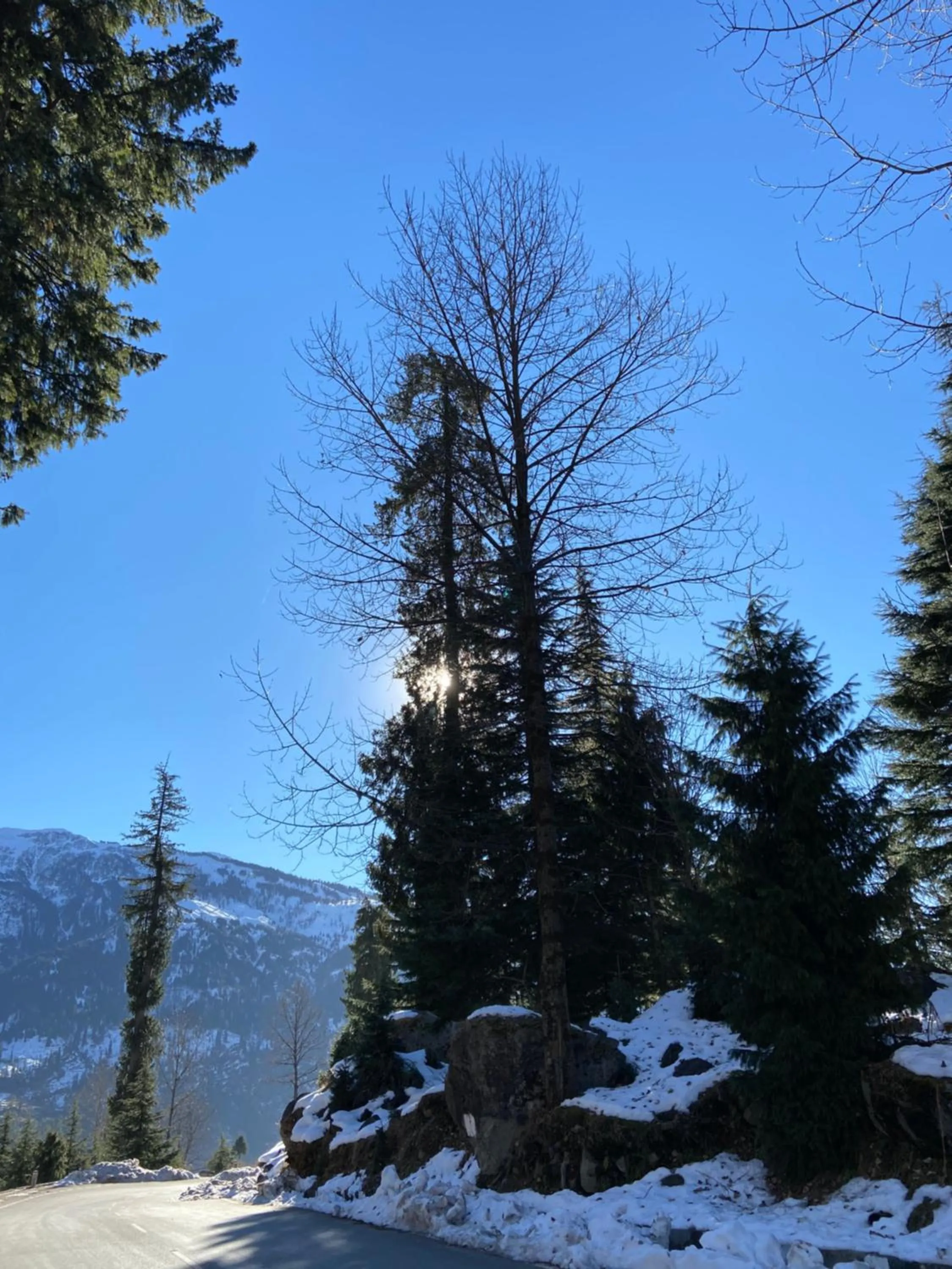 Solang Valley Resort