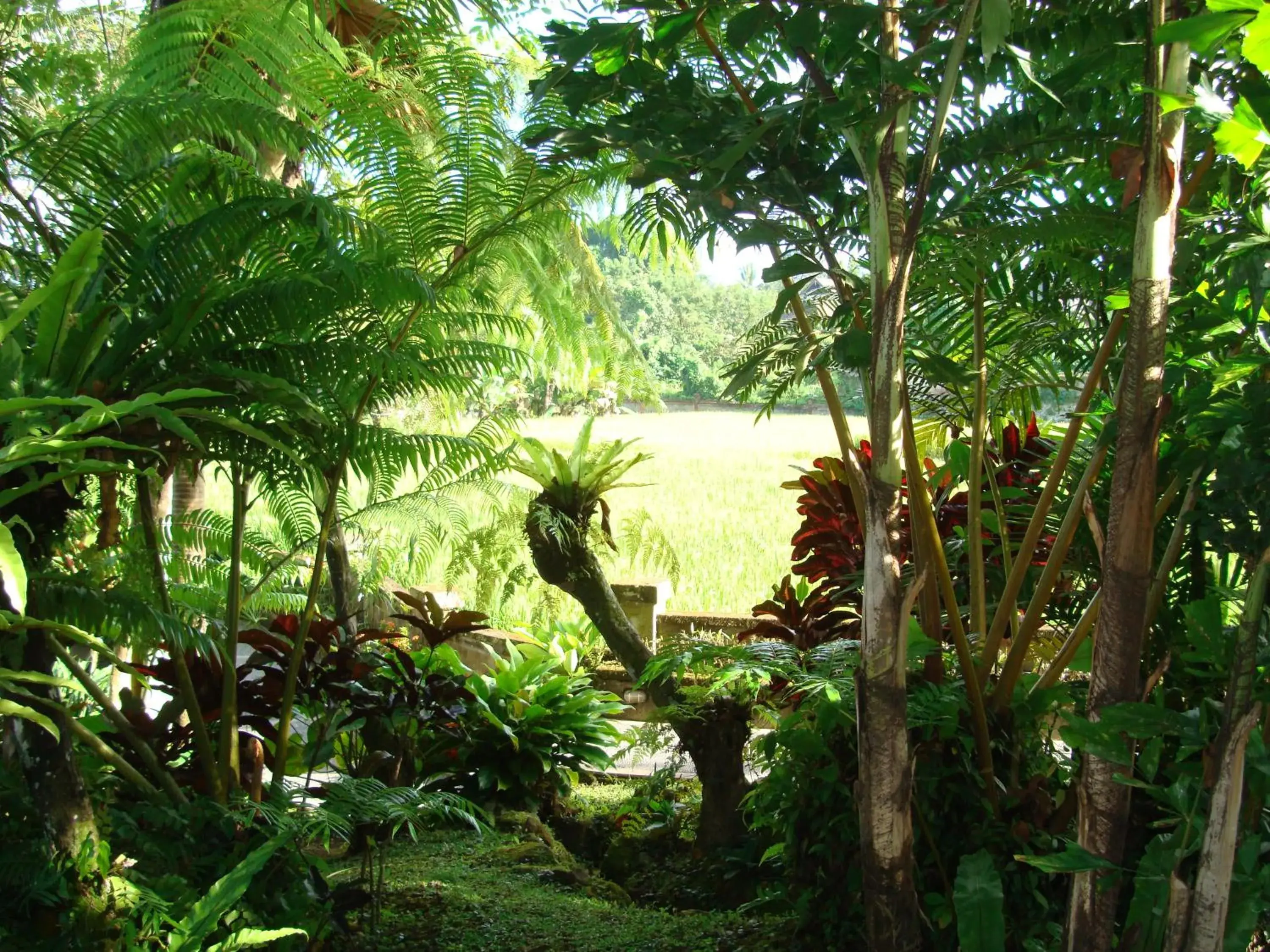 Garden in Anini Raka Resort & Spa