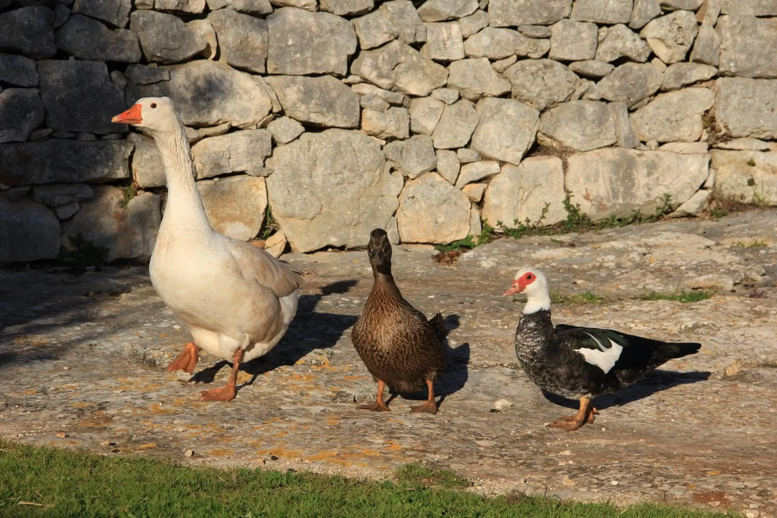 Pets, Other Animals in Masseria Trulli sull'Aia