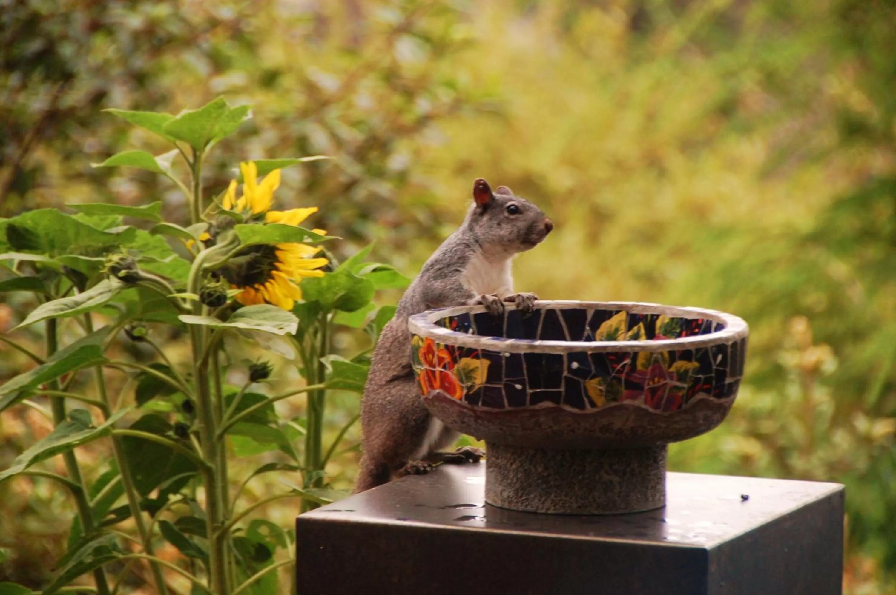 Garden in Brewery Gulch Inn & Spa