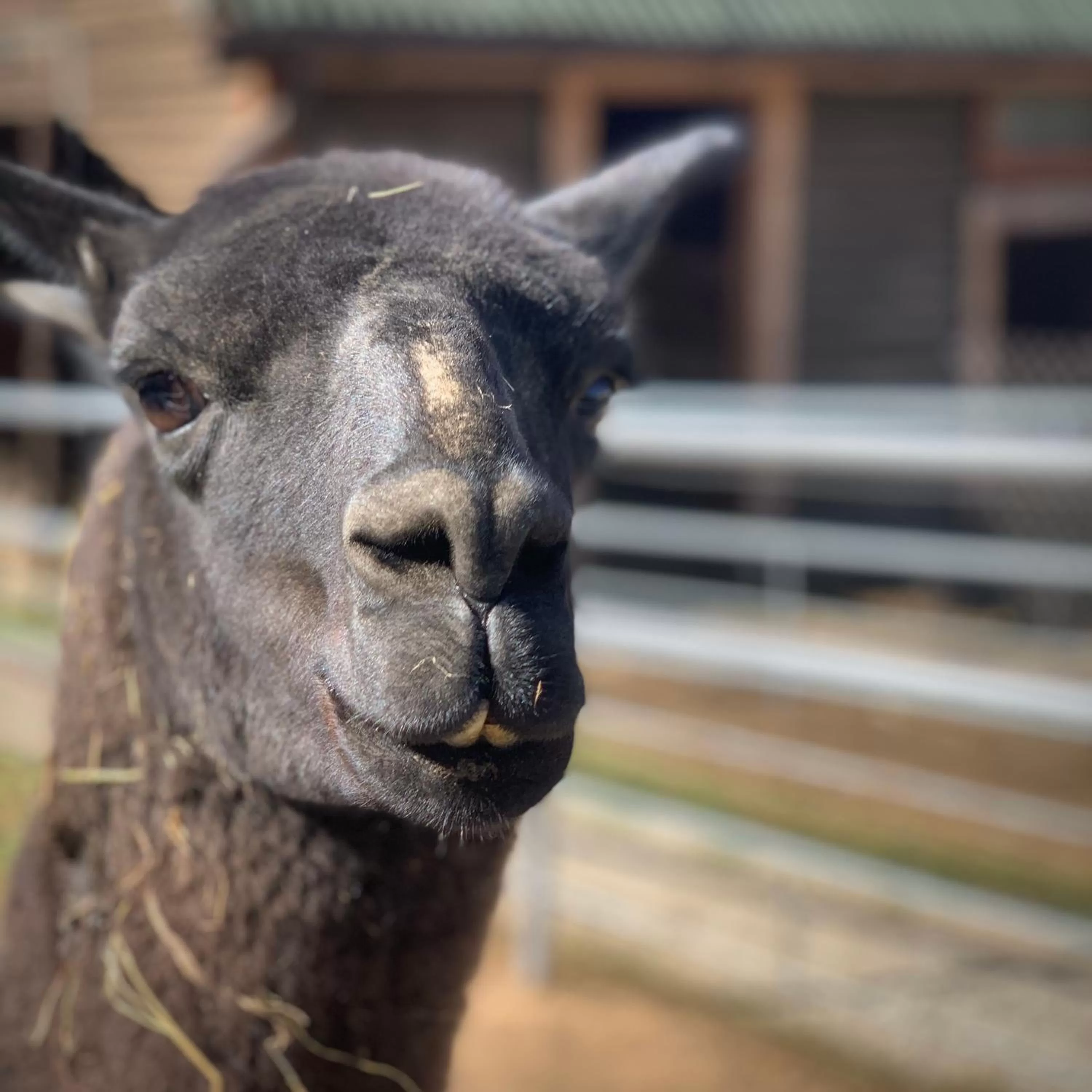Animals in Ziołowa Dolina