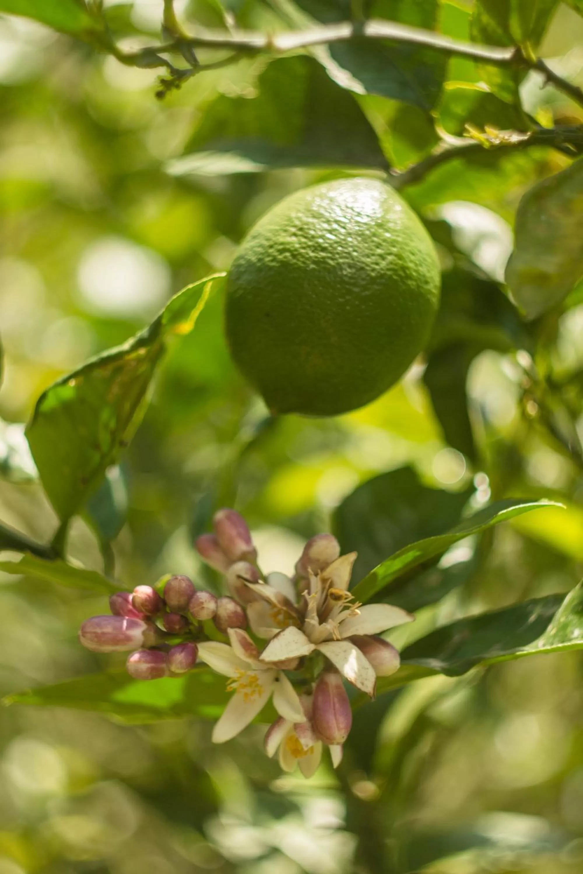 Natural landscape in Aldea Real Eco Friendly