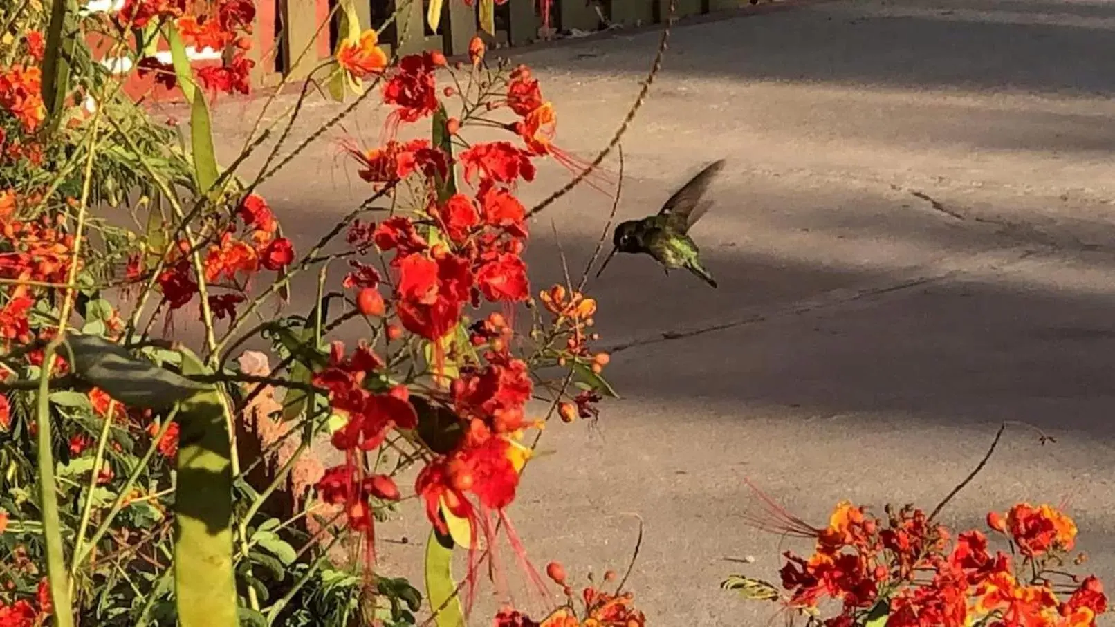 Garden, Other Animals in Hotel Las Palmas