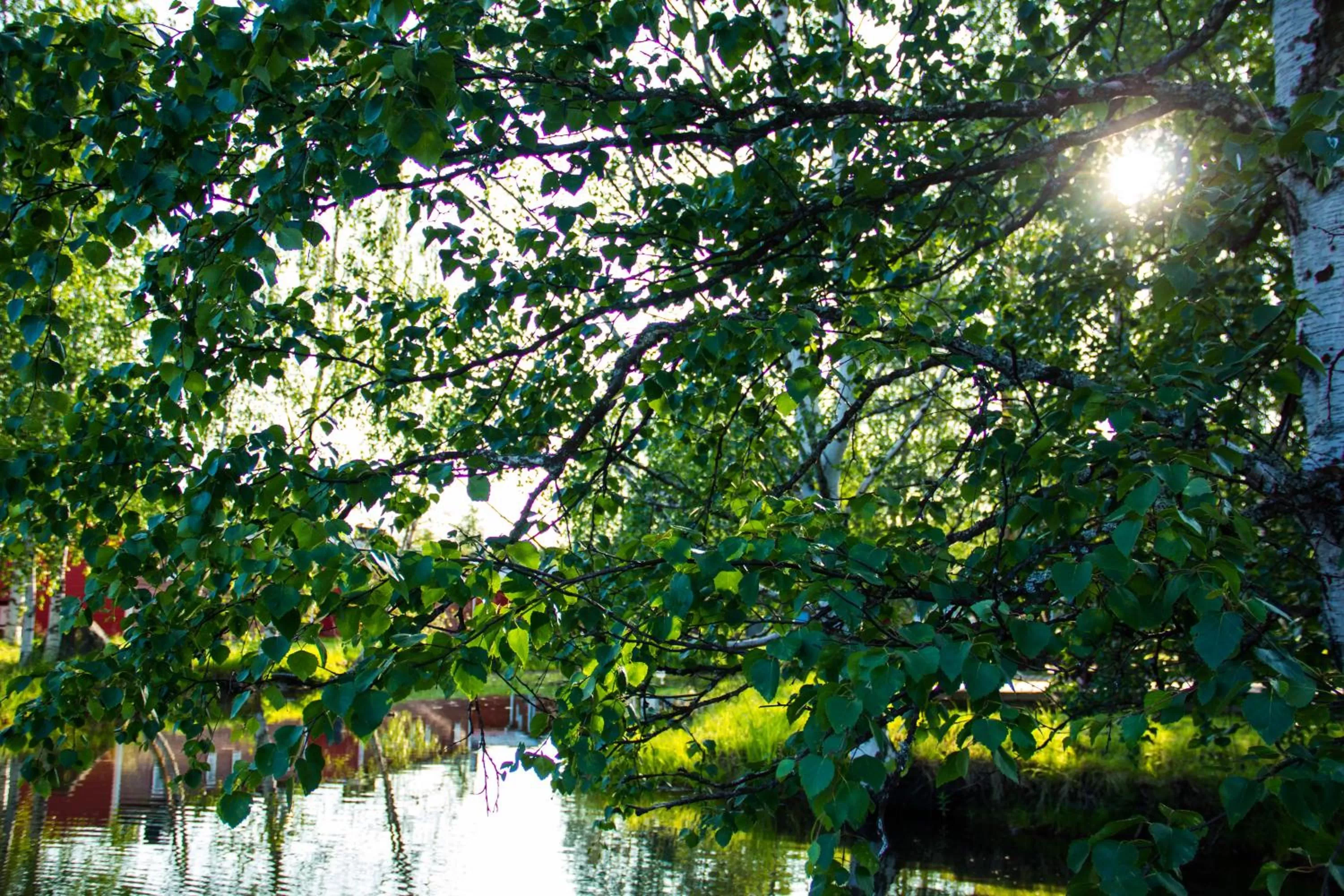 Natural landscape in Motelli Rovaniemi
