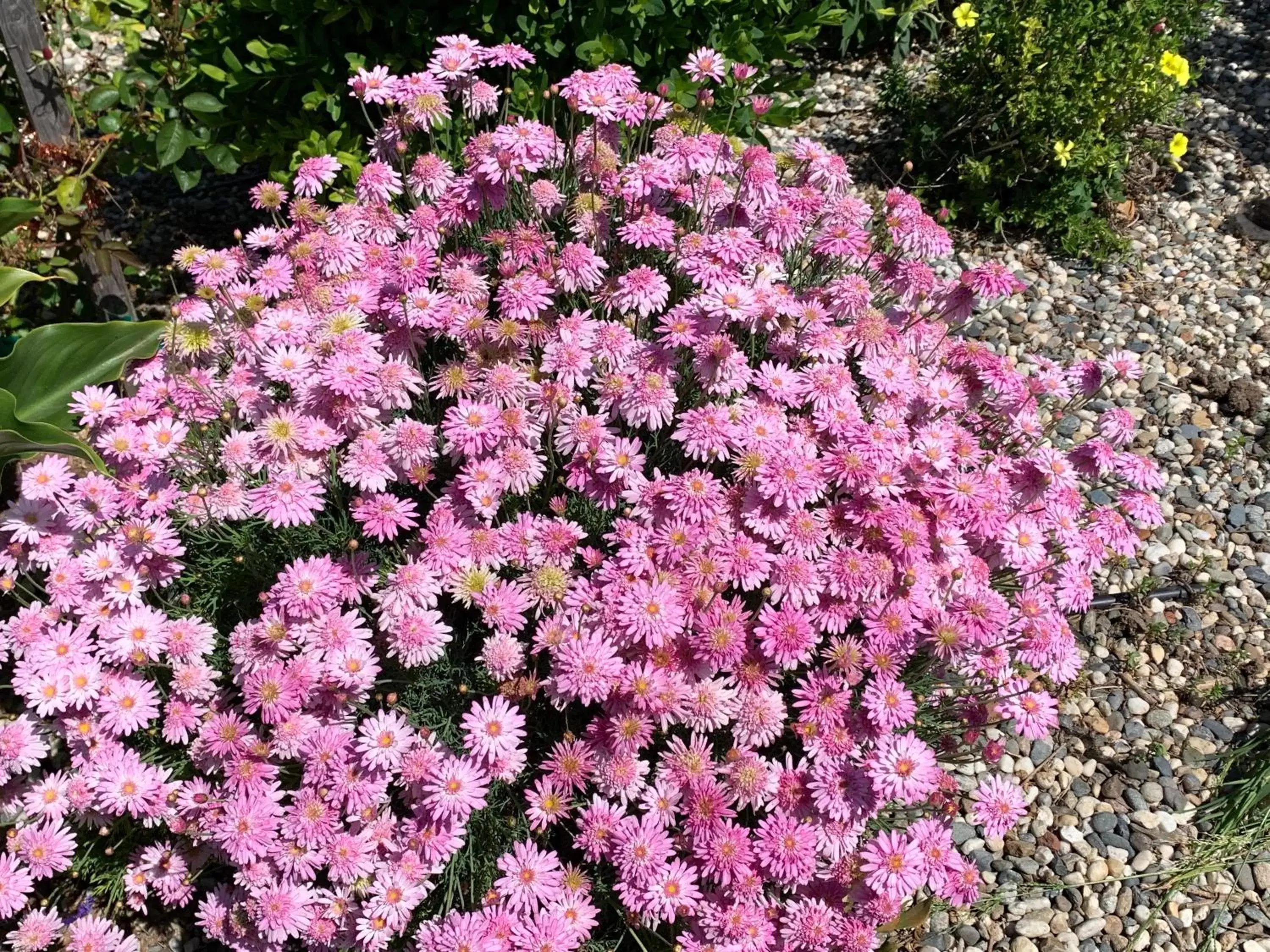 Garden in Wagon Wheel Motel