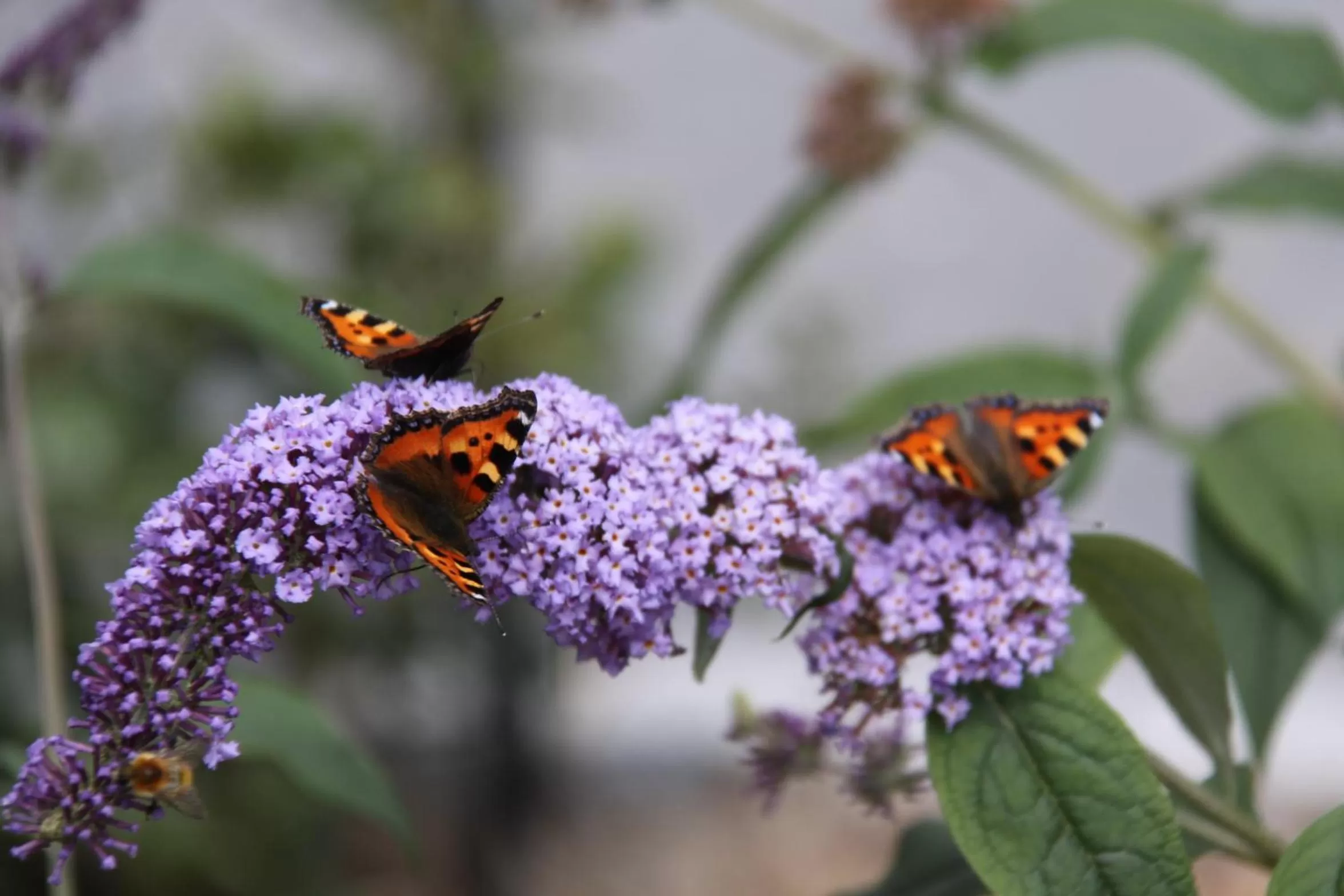 Garden in mein kleinHOTEL