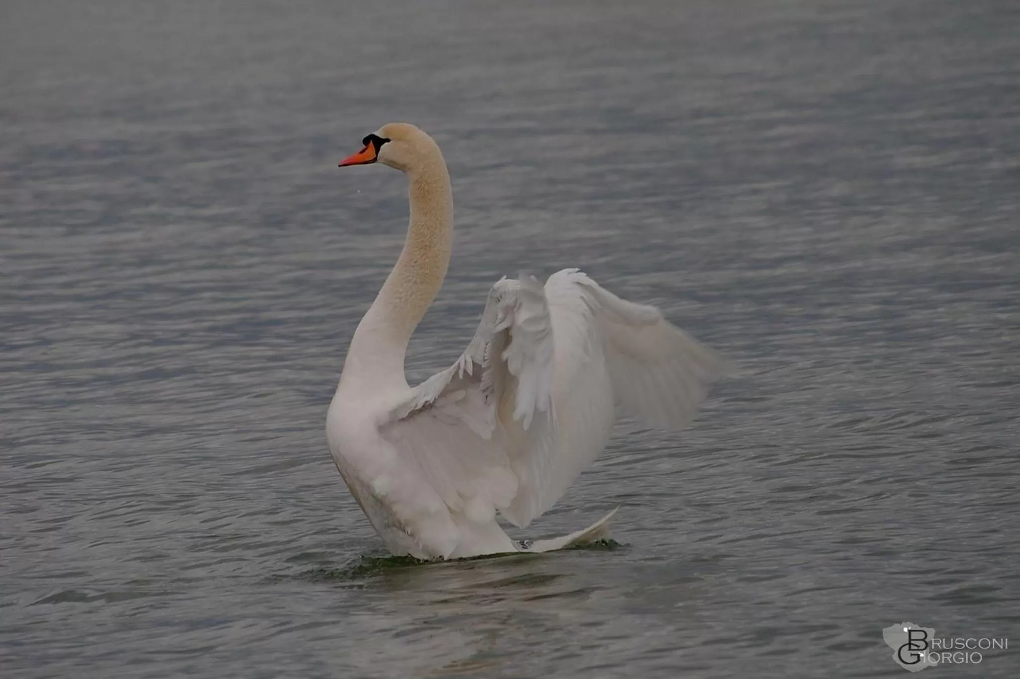 Animals in Il Torrione