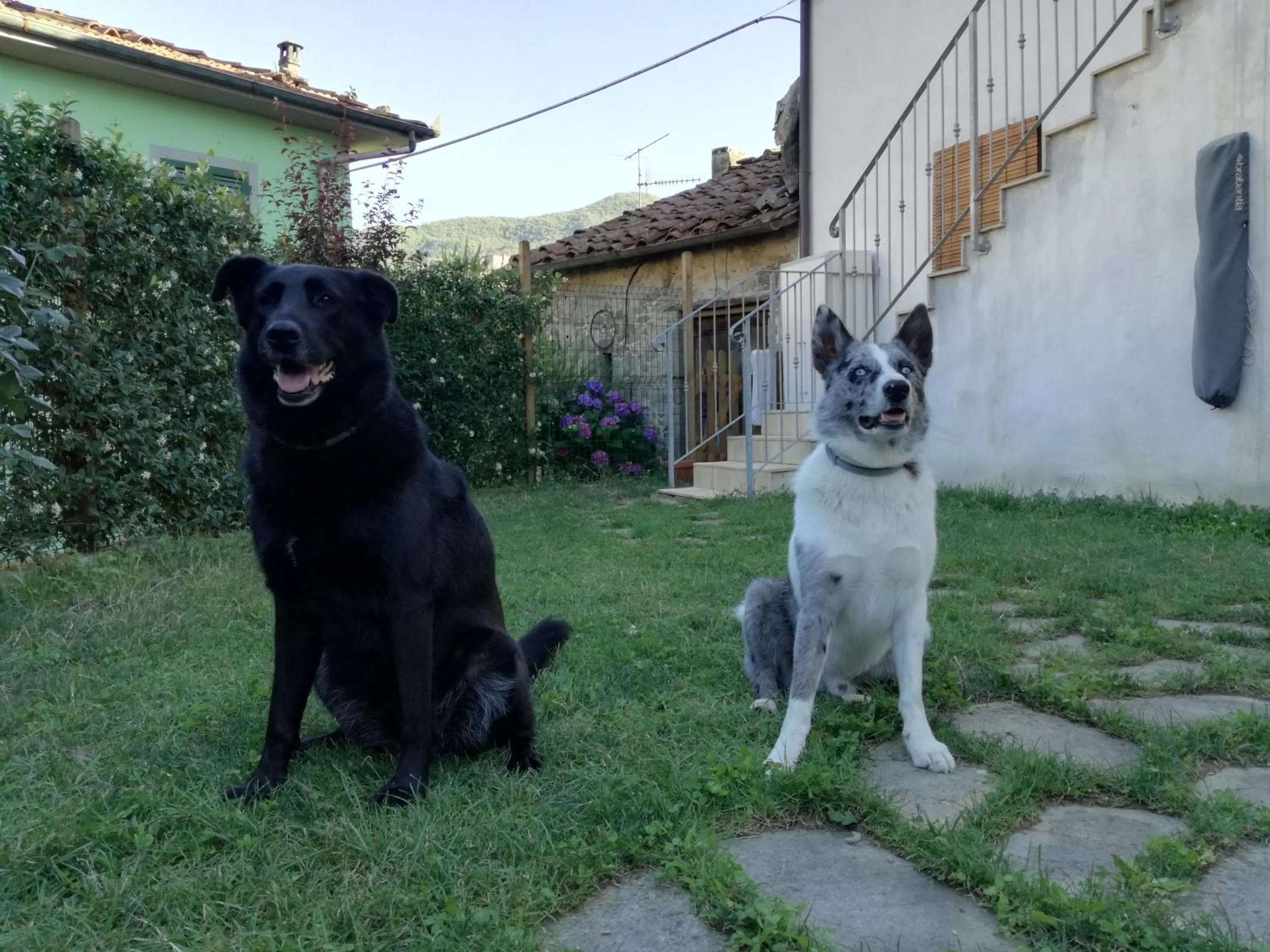 Pets in B & B Via di Mezzo