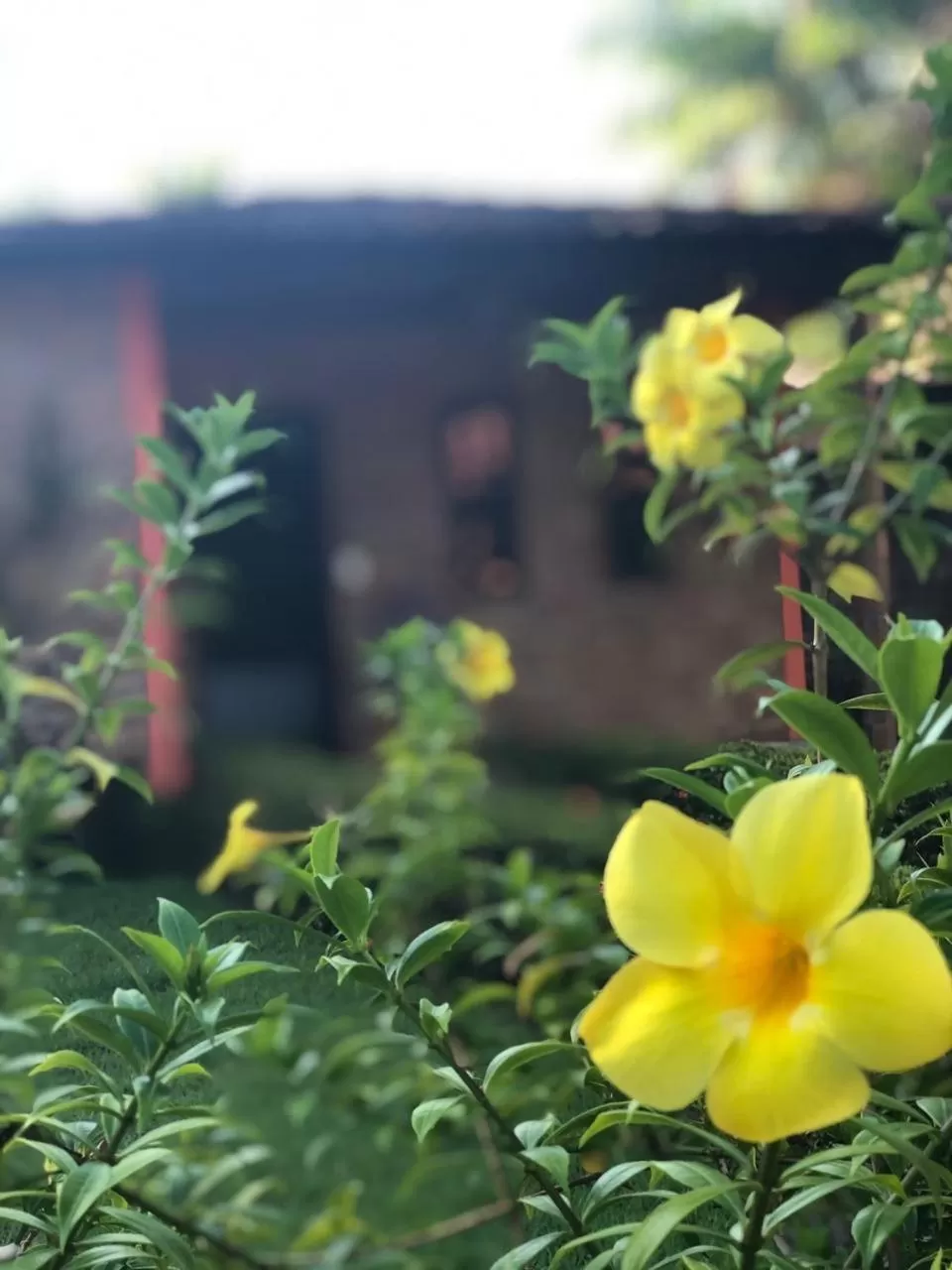 Garden in Pousada do Riacho
