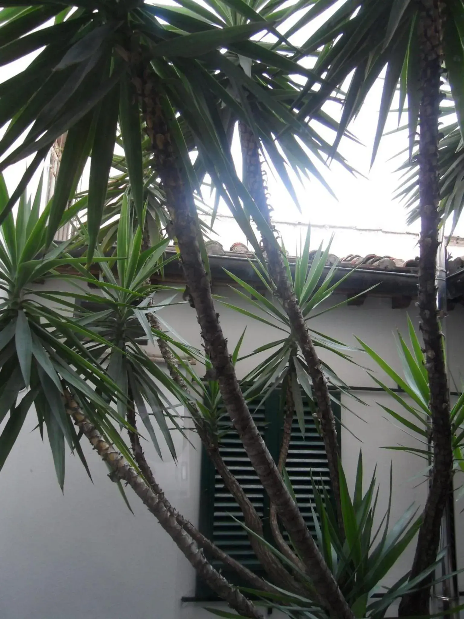 Property building in Hotel Collodi Firenze Property building in Hotel Collodi Firenze