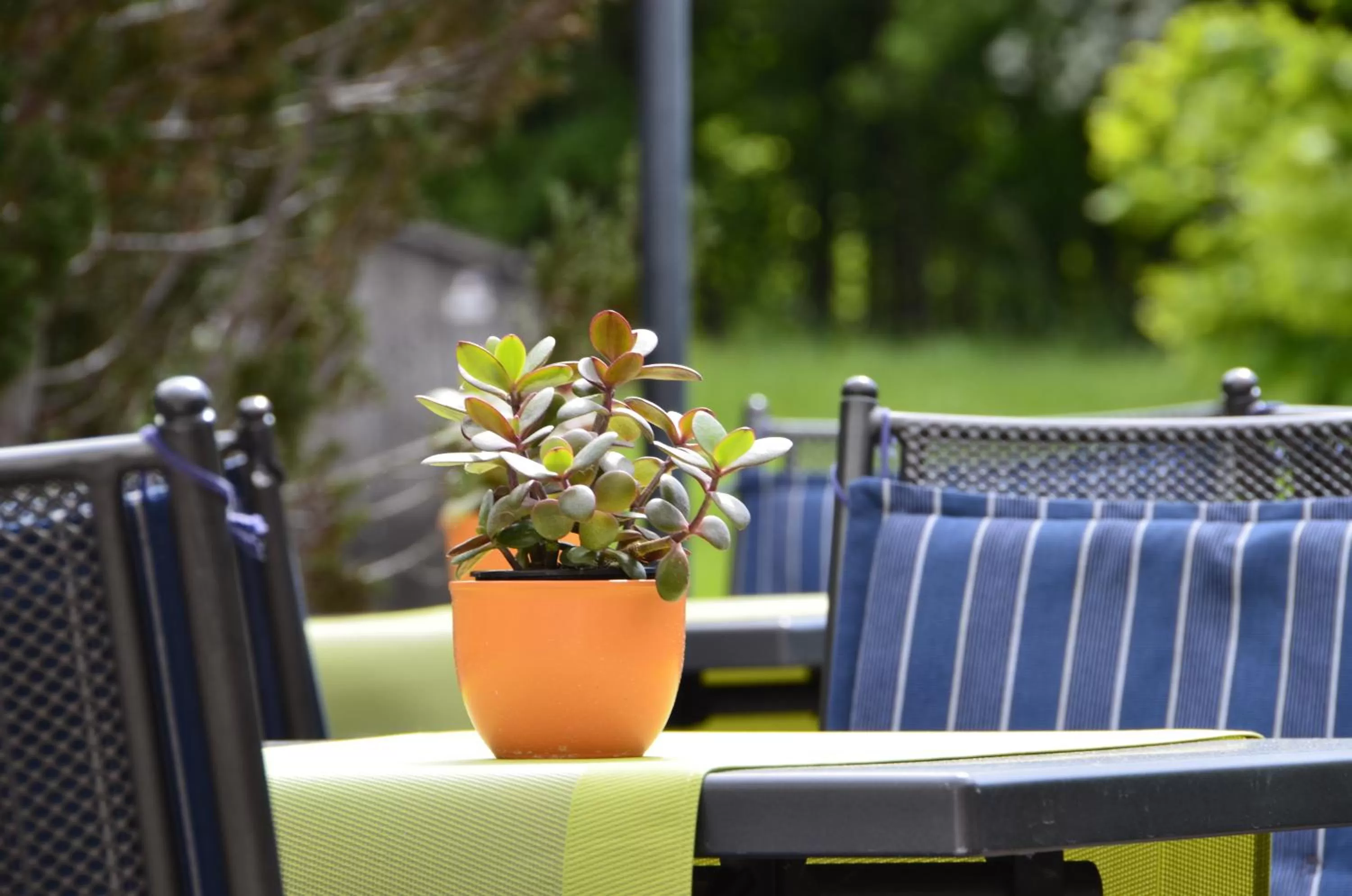 Patio in Hotel Gasthof Am Forsthof