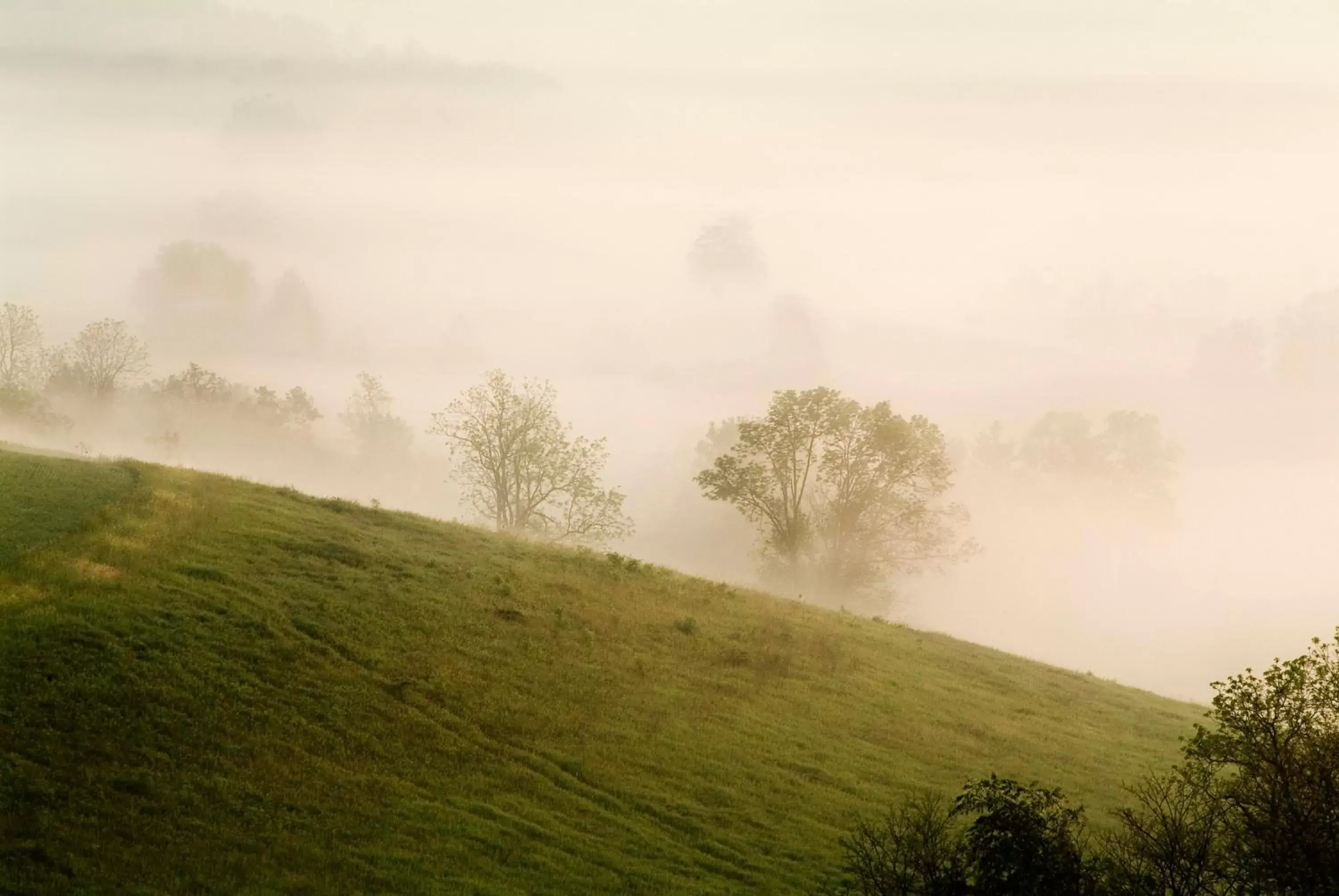 Natural landscape in Carlisle Inn Walnut Creek