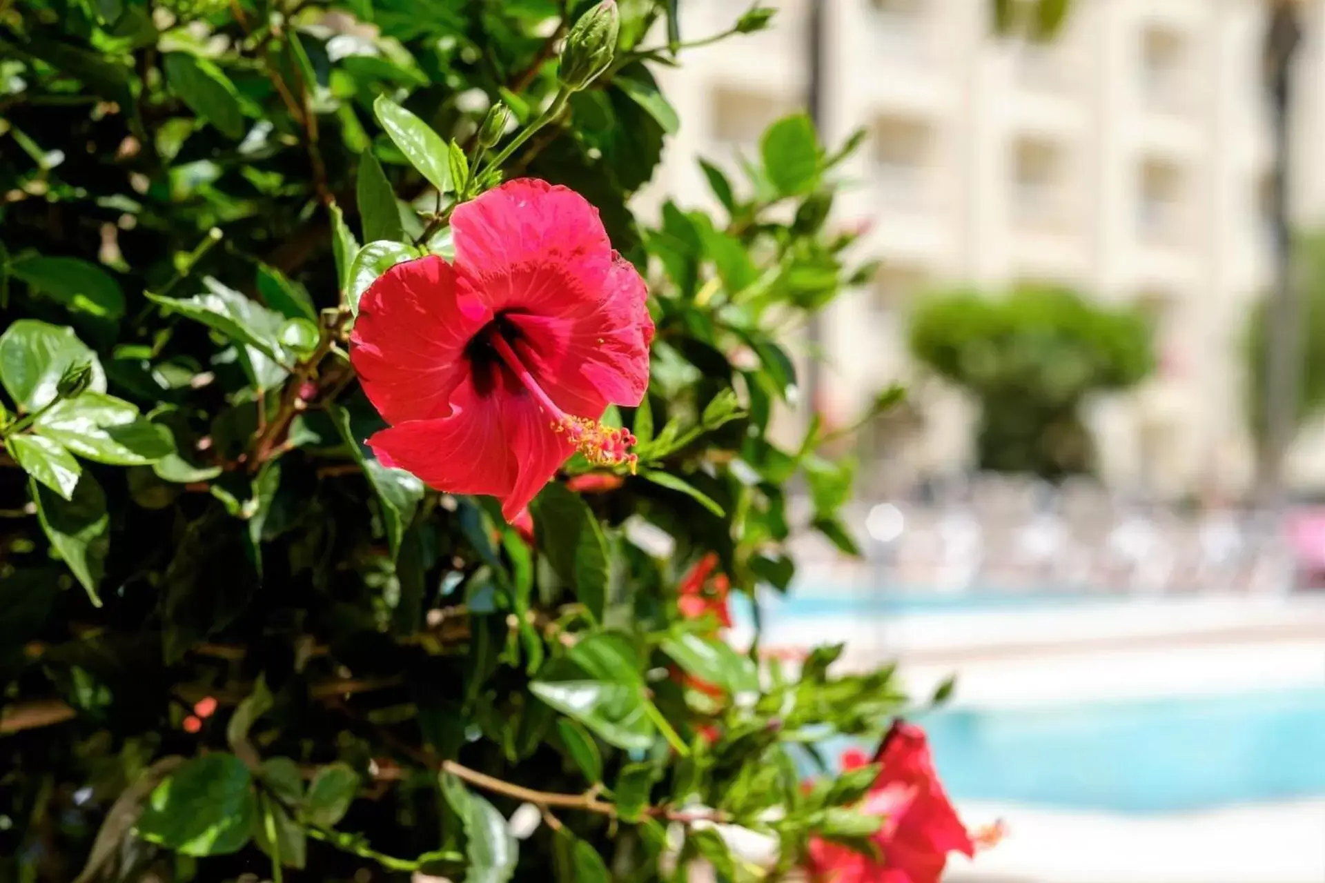 Swimming pool in Hotel Portomagno by ALEGRIA