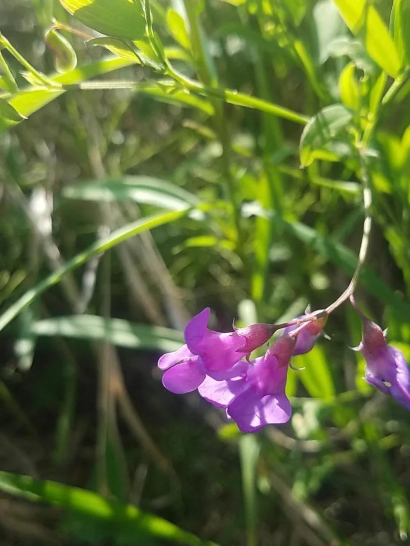 Garden in Historic Birch Lodge and Motel