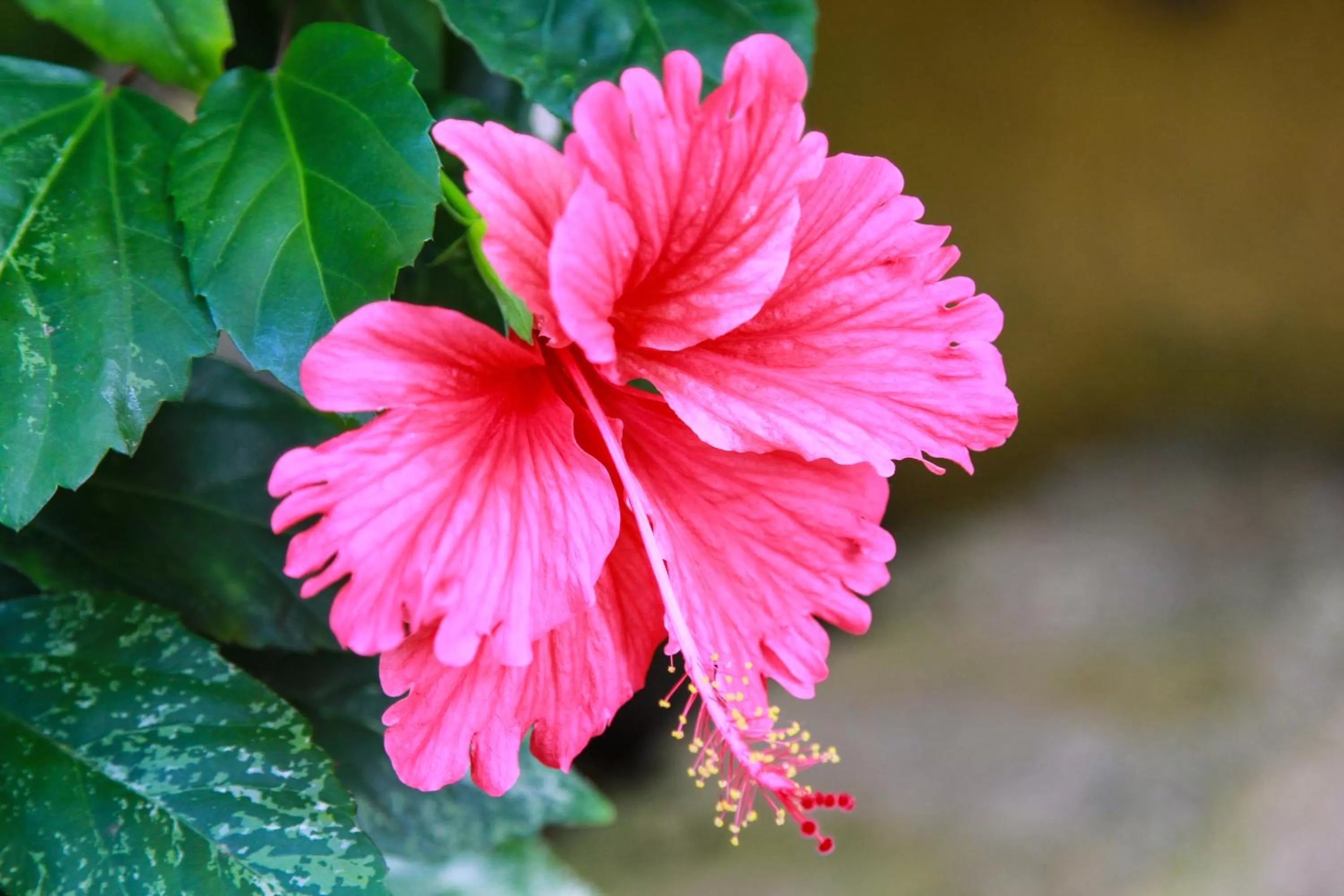Garden in Zion Country