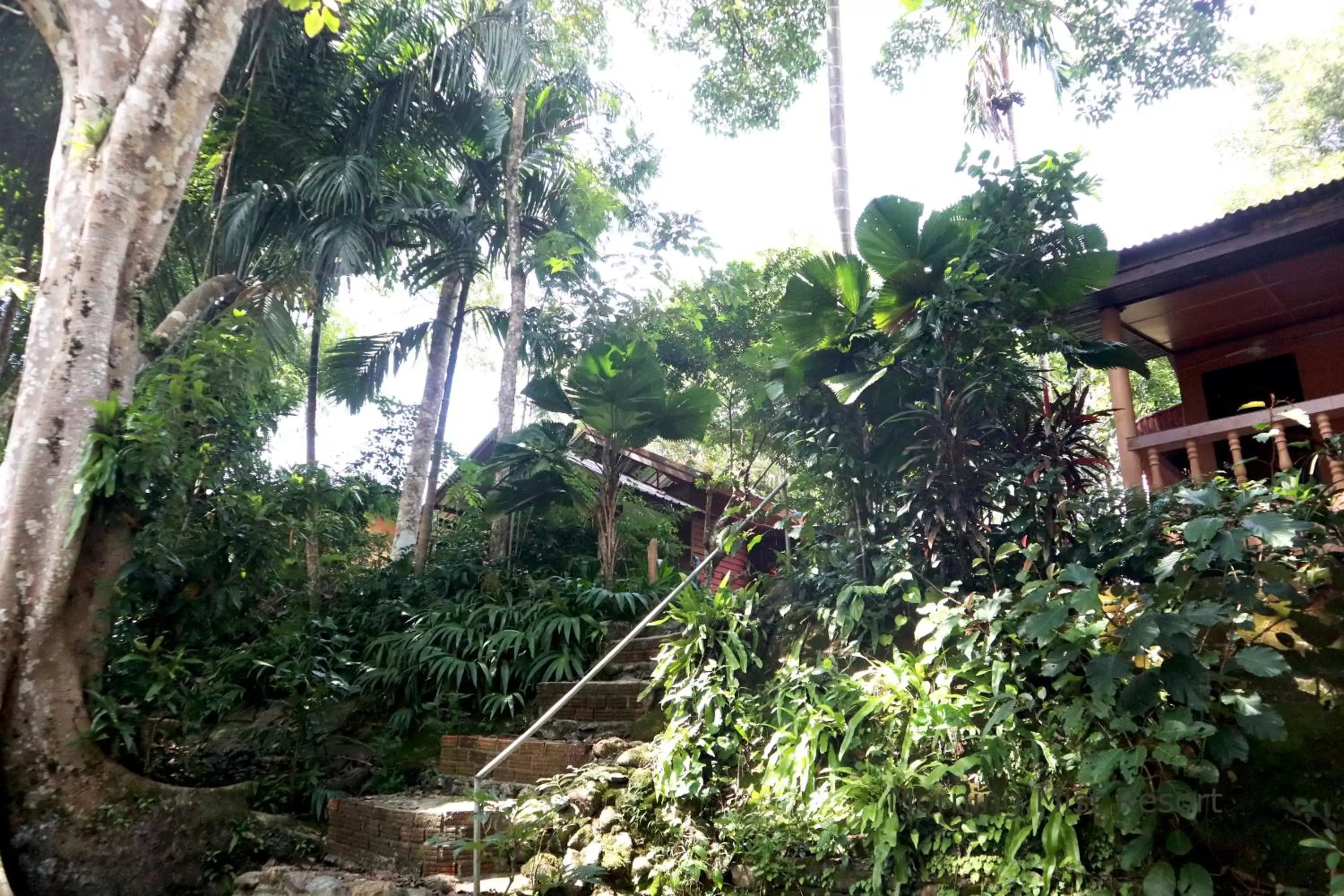 Garden, Property Building in Khao Sok Morning Mist Resort