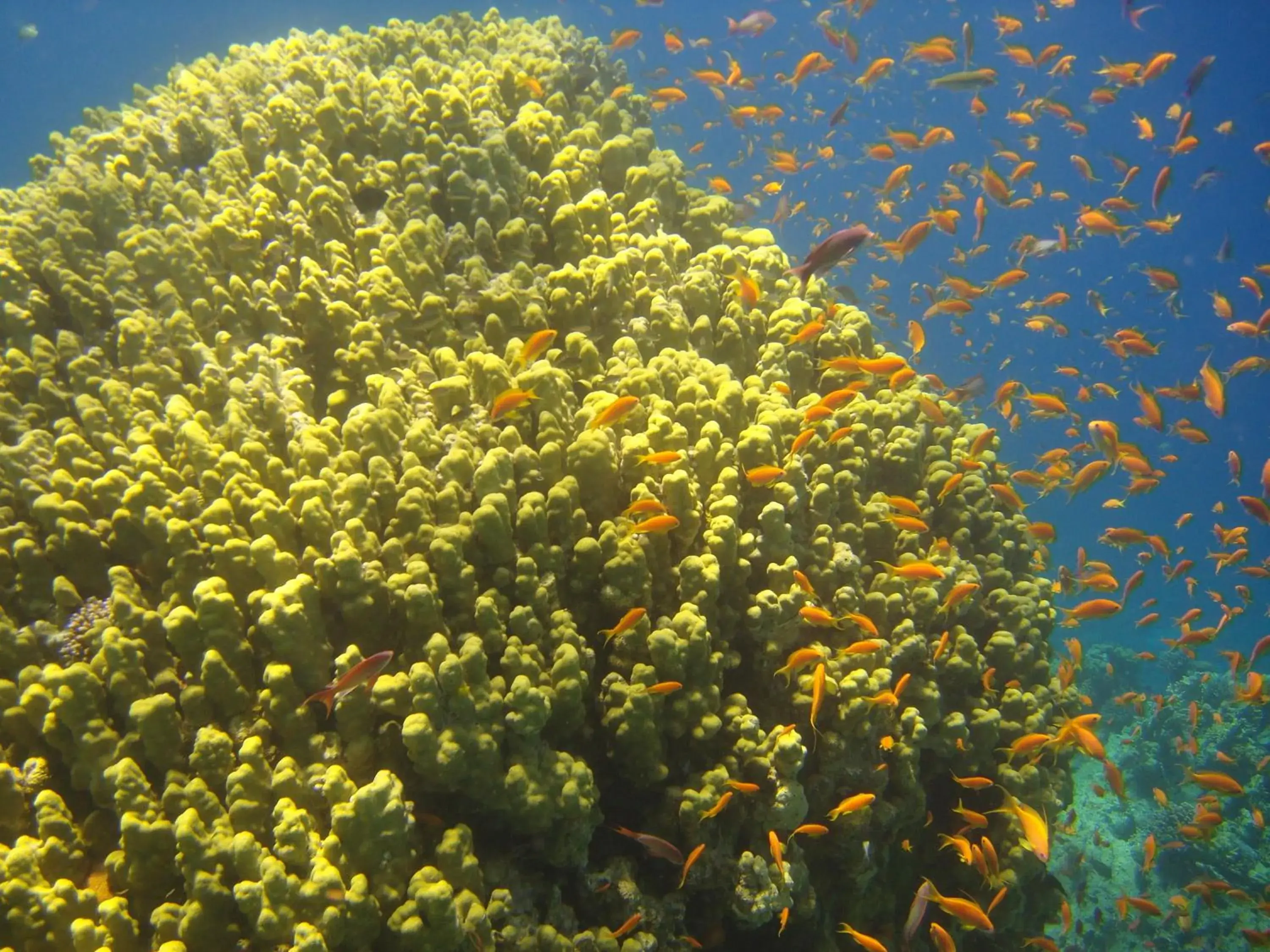 Diving in Red Sea Dive Center