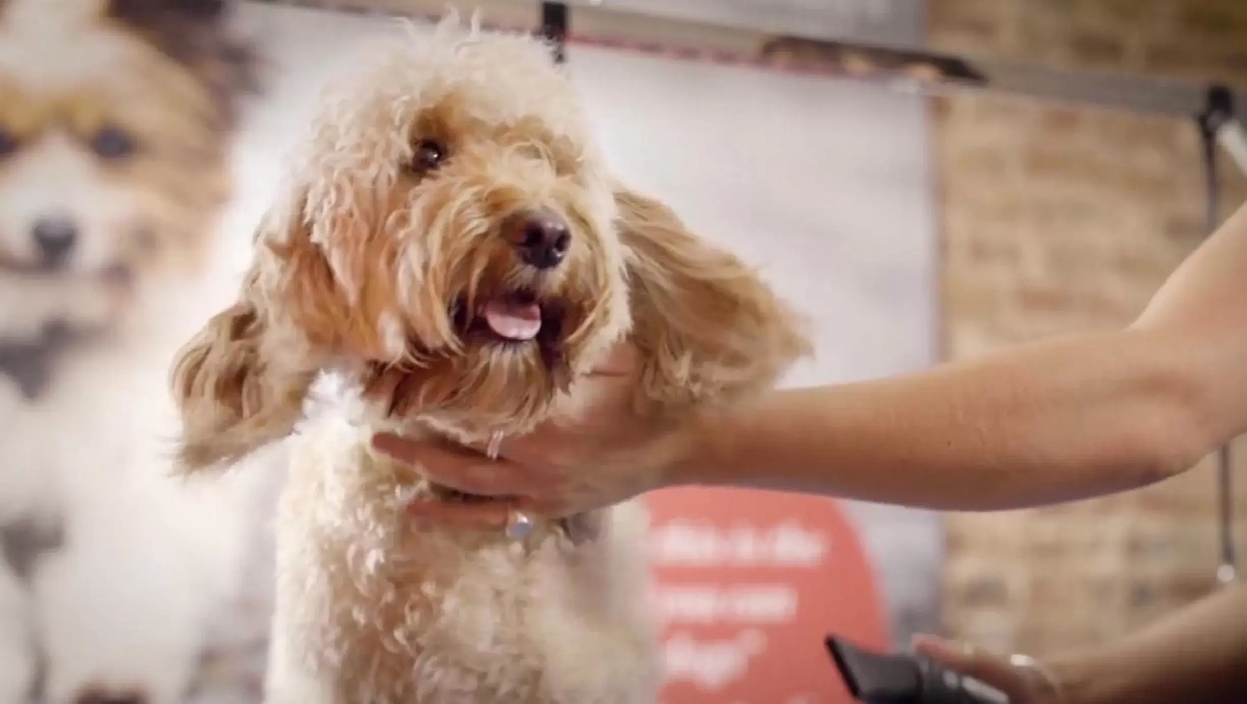 Pets in The Bike & Boot Hotel