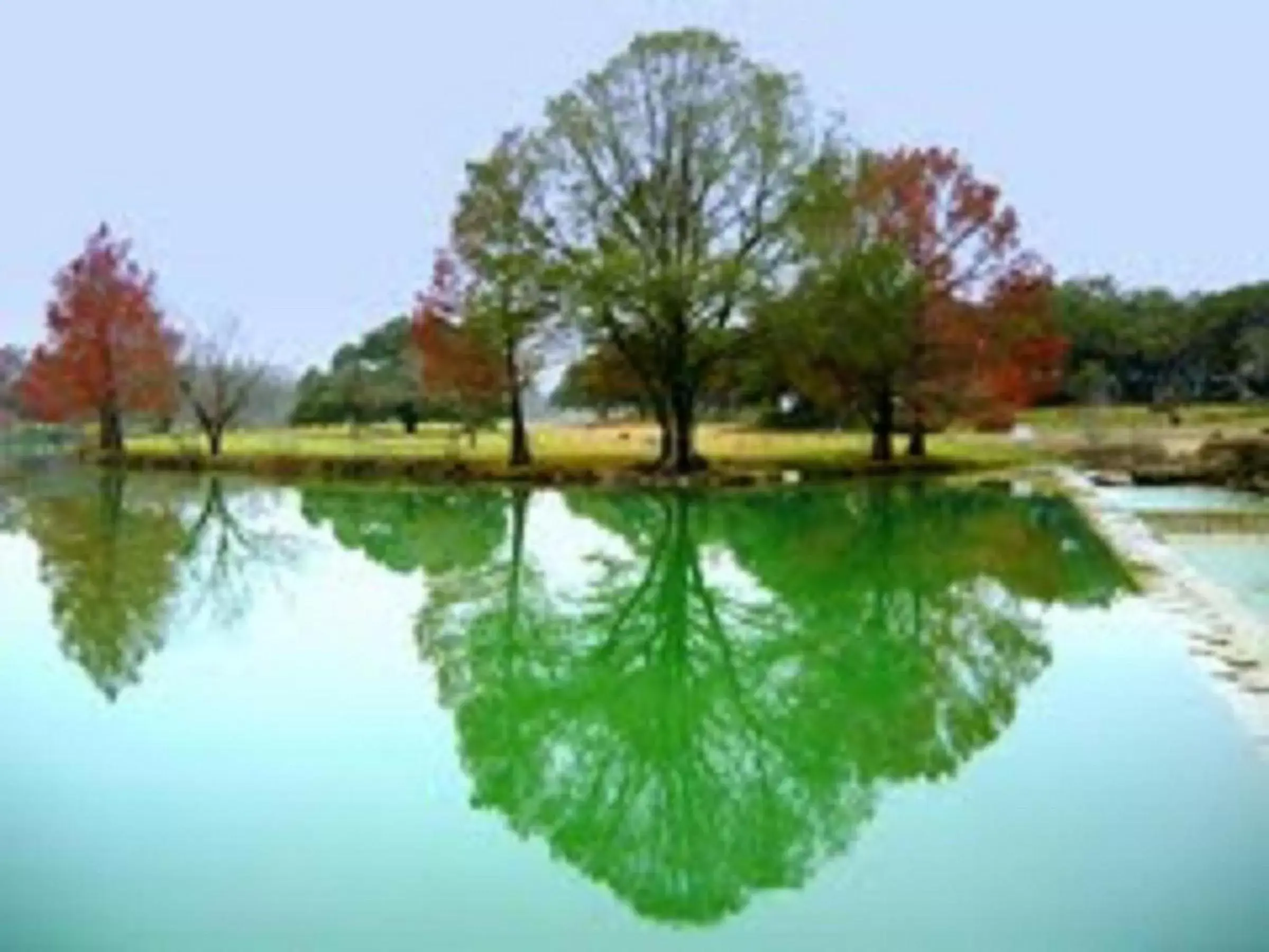 Swimming Pool in Blanco Riverside Cottages