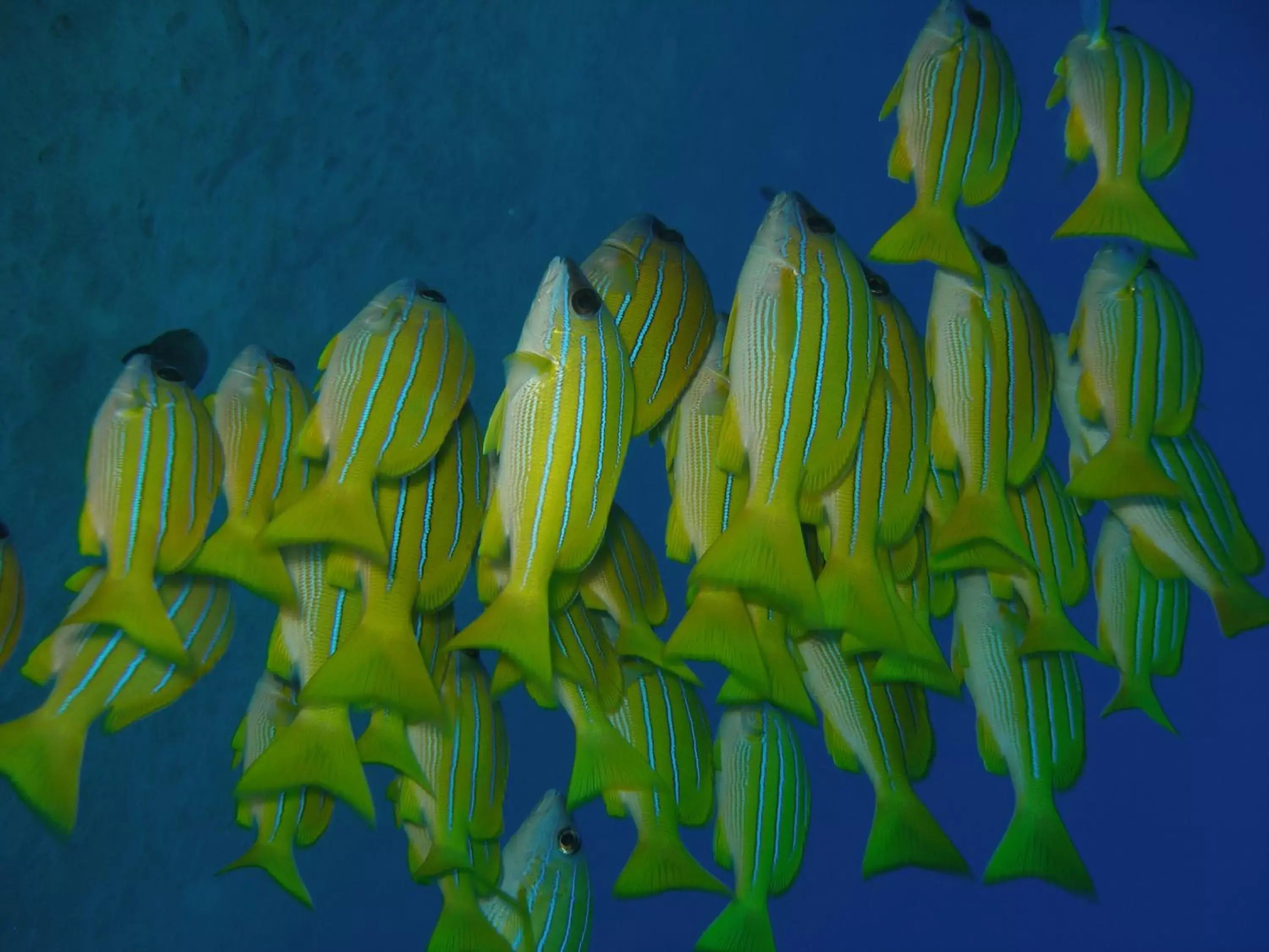 Snorkeling in Coral Sun Beach