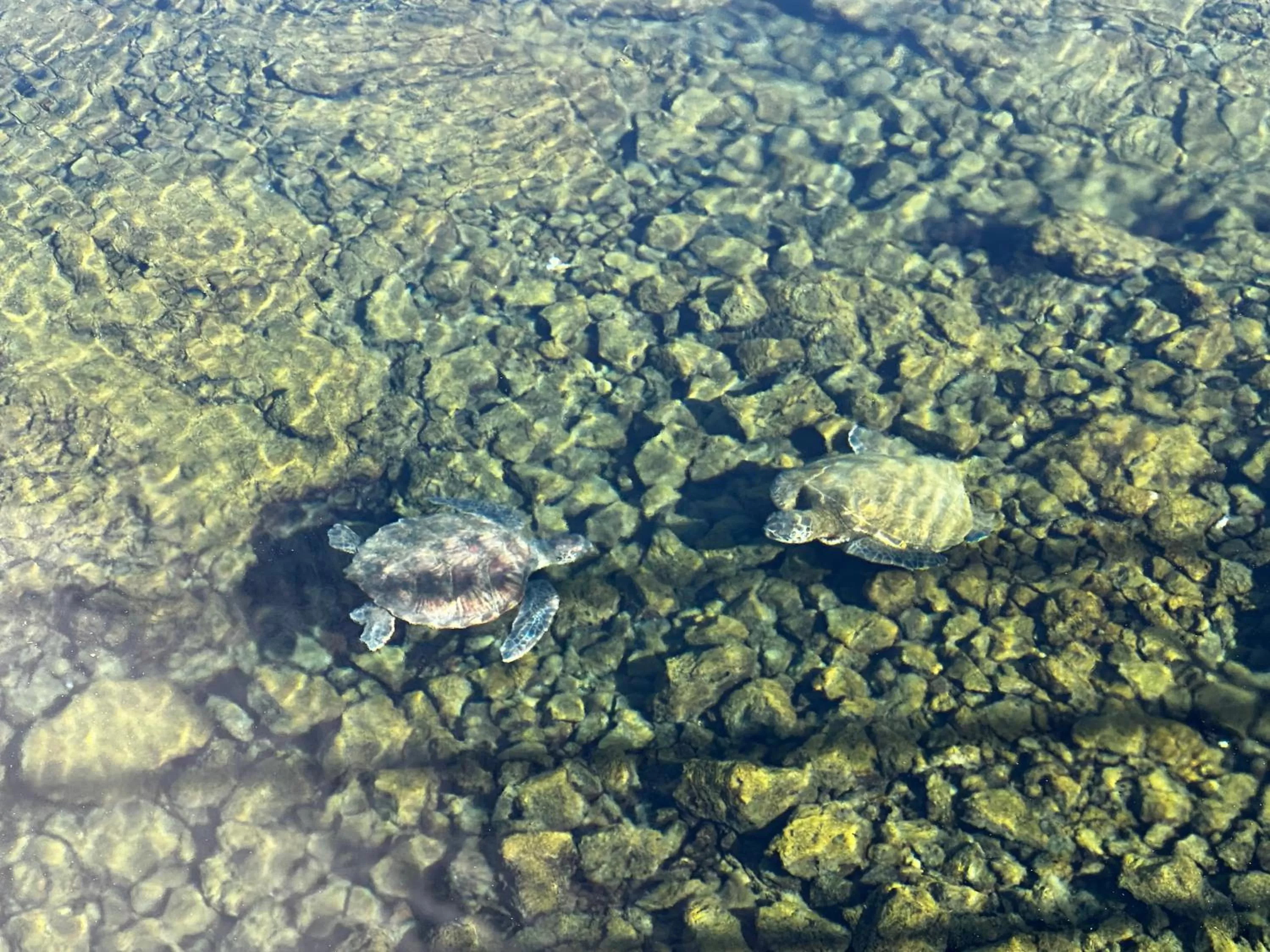 Other Animals in Wild Ginger Hotel