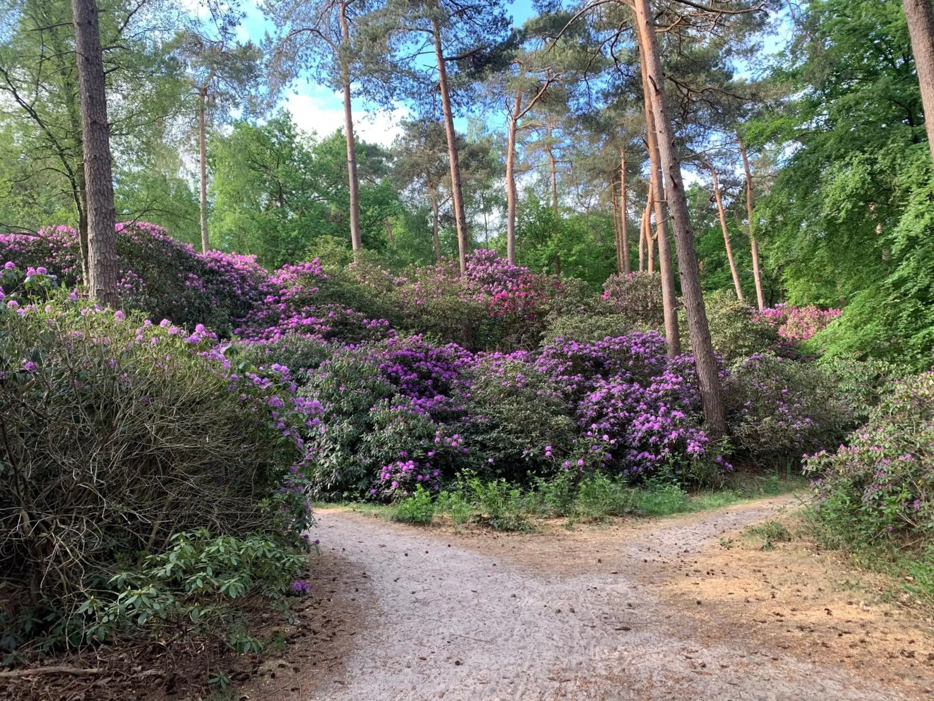 Natural landscape in Duynparc Soest