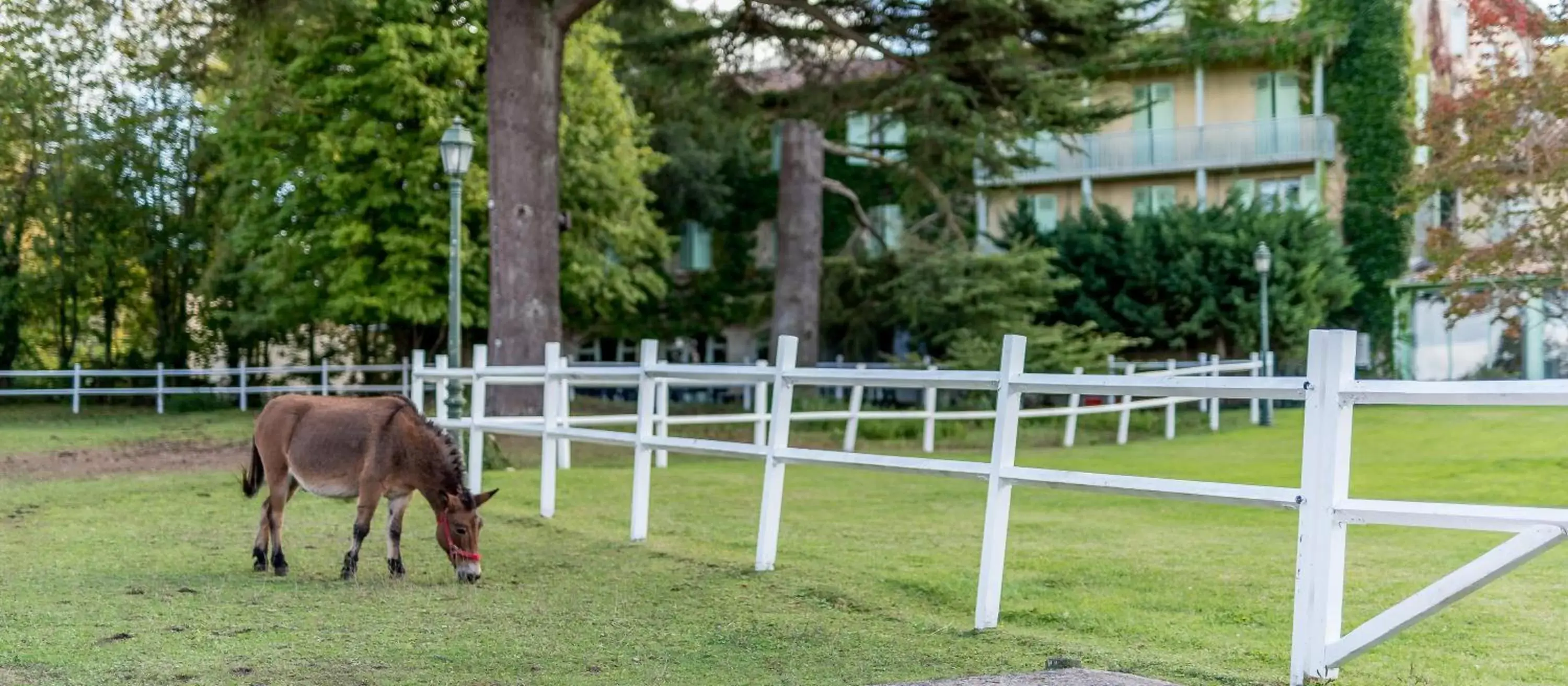 Pets, Other Animals in Logis Domaine de Fompeyre