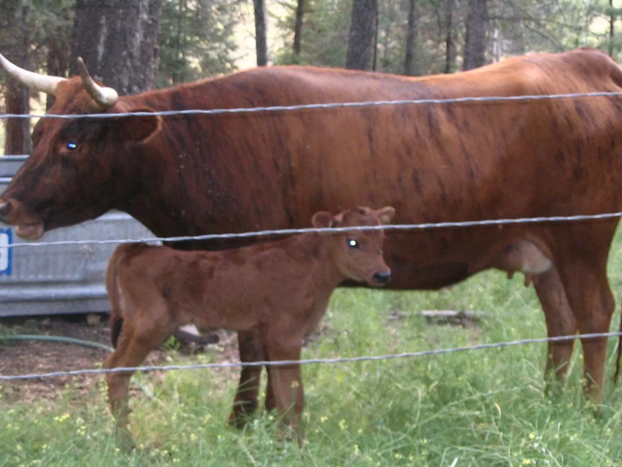 Other, Other Animals in Lonesome Dove Ranch