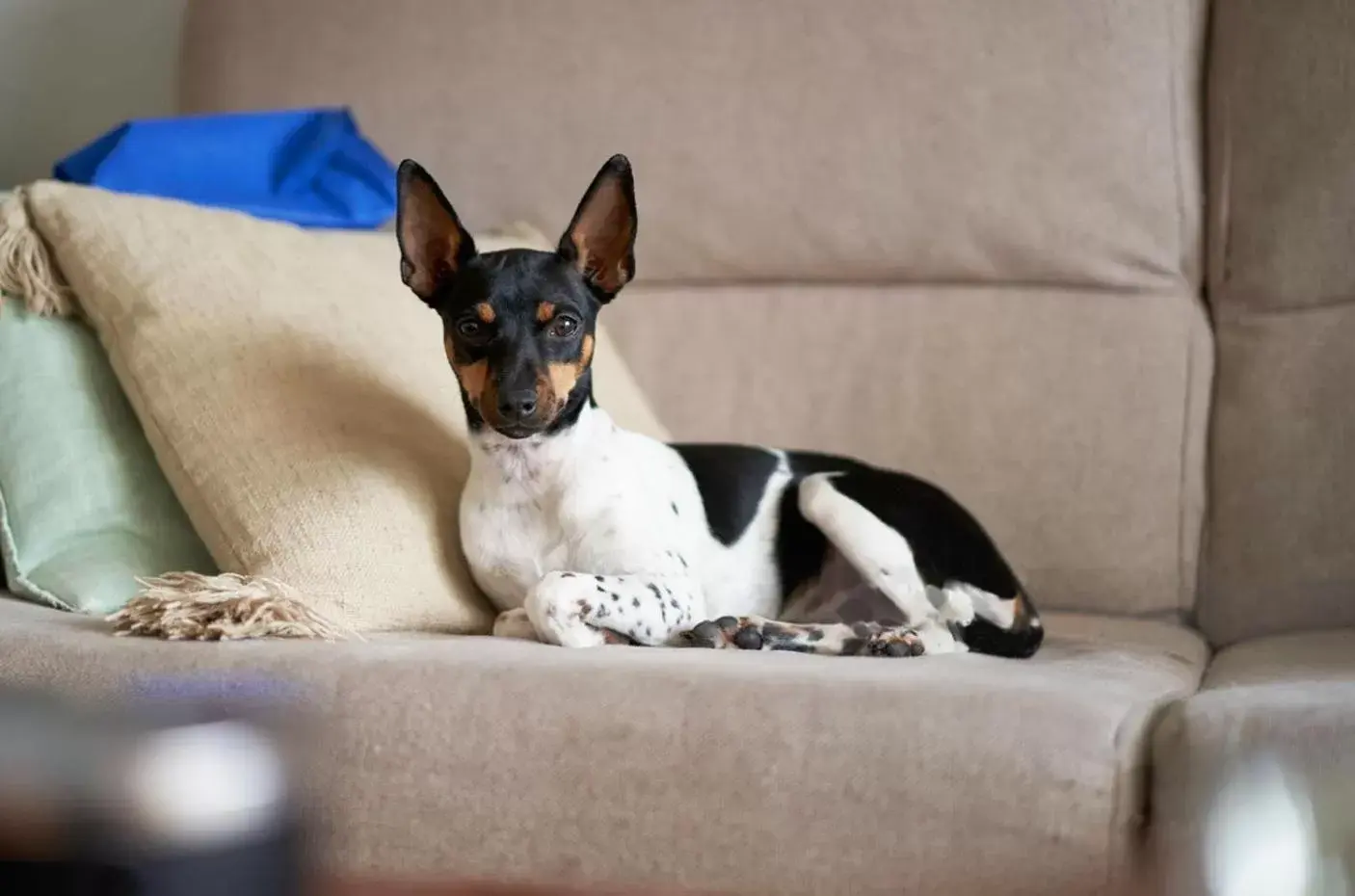 Pets in Hotel Air Penedès